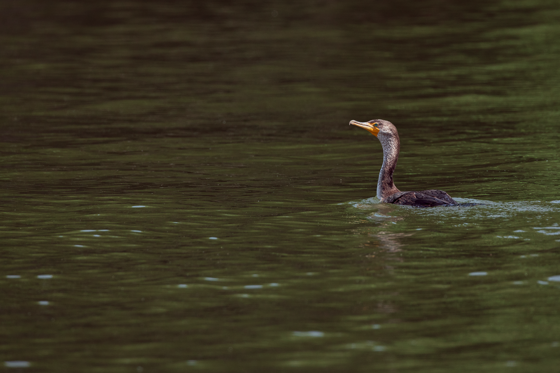 Double-Crested Cormorant