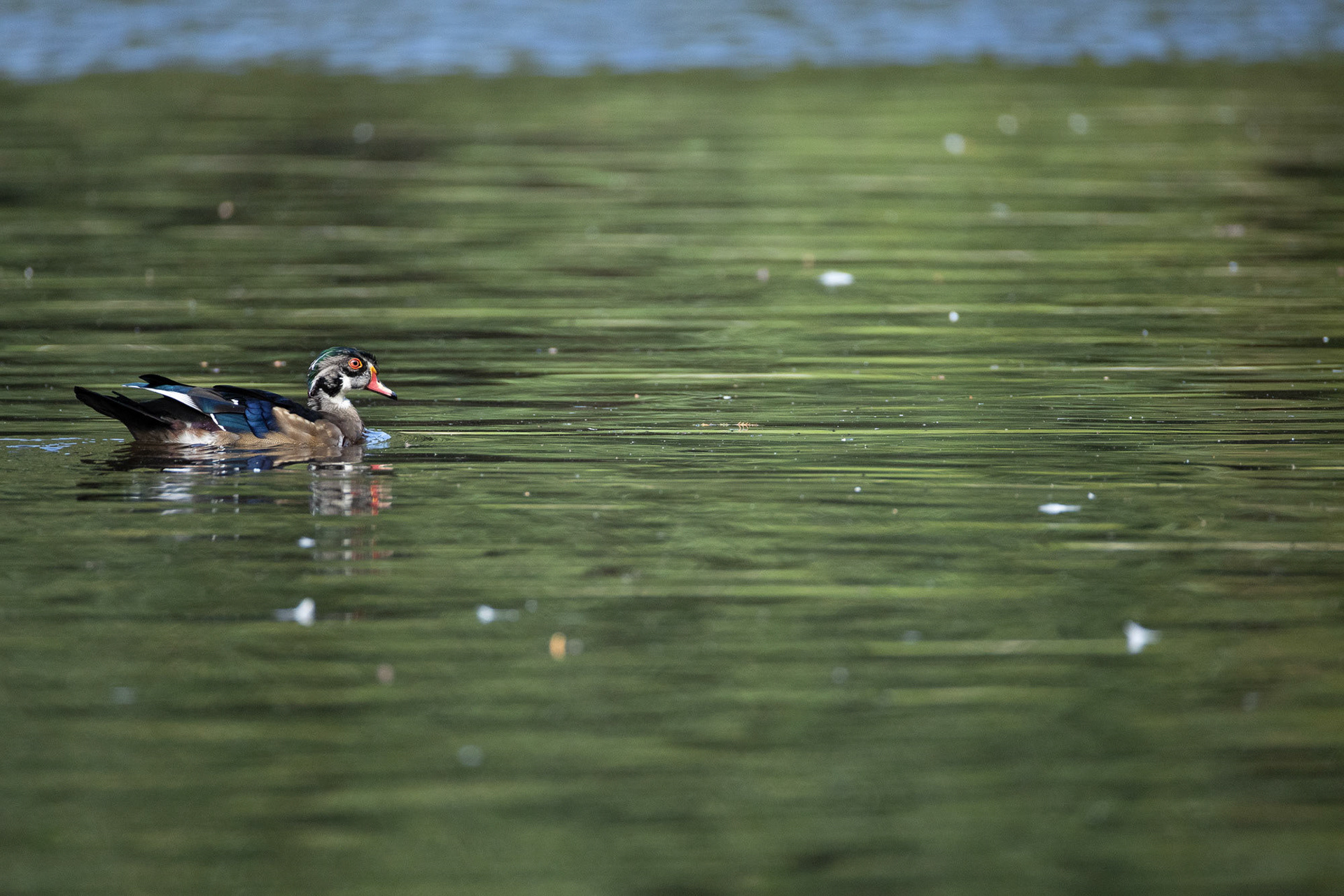 Male Wood duck