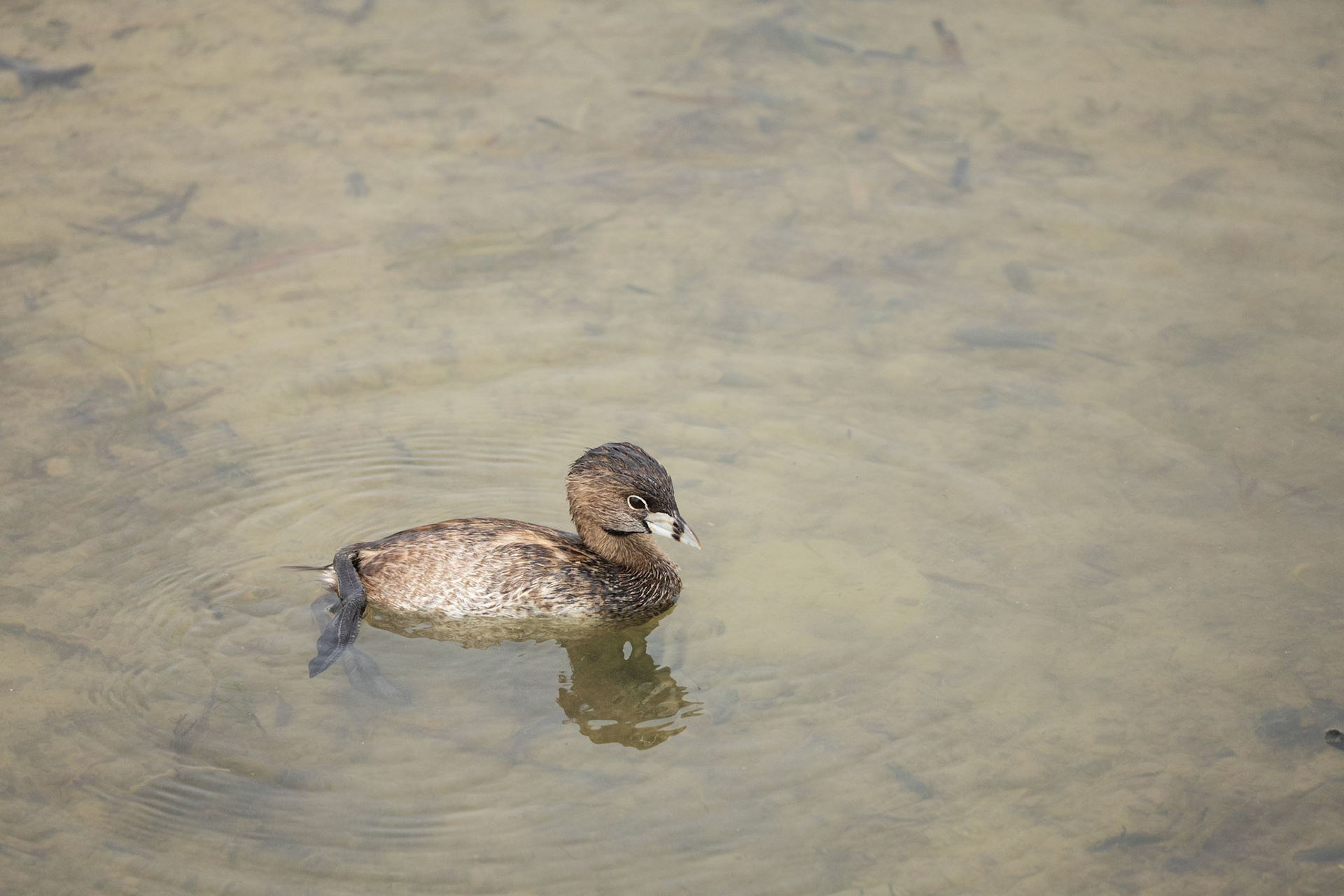 Pied-billed Grebe