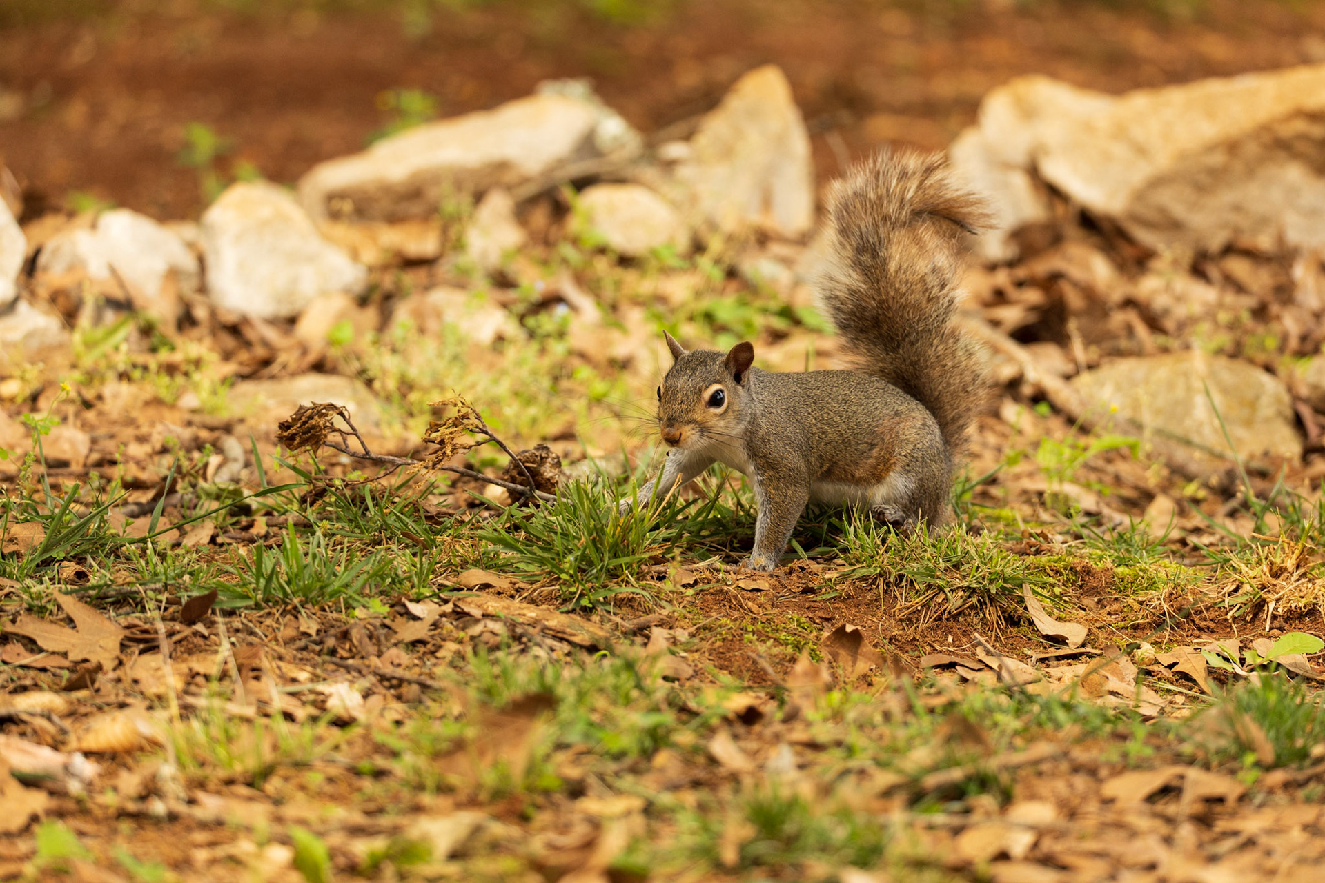 Gray Squirrel