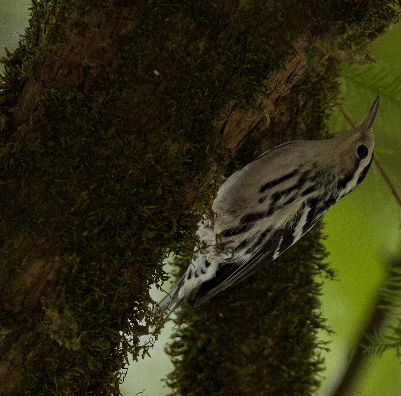 Black-and-white Warbler