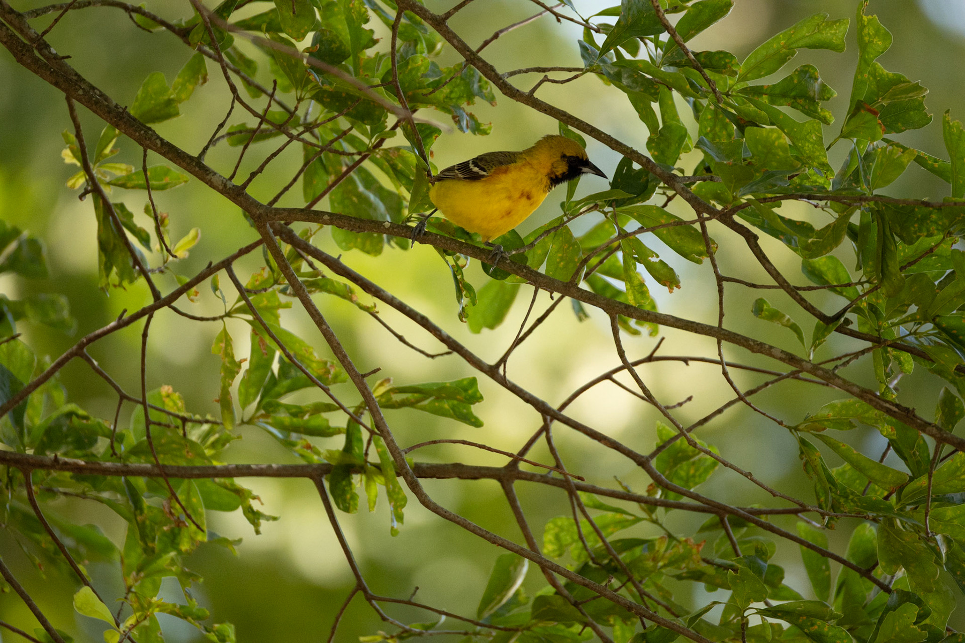 Orchard Oriole