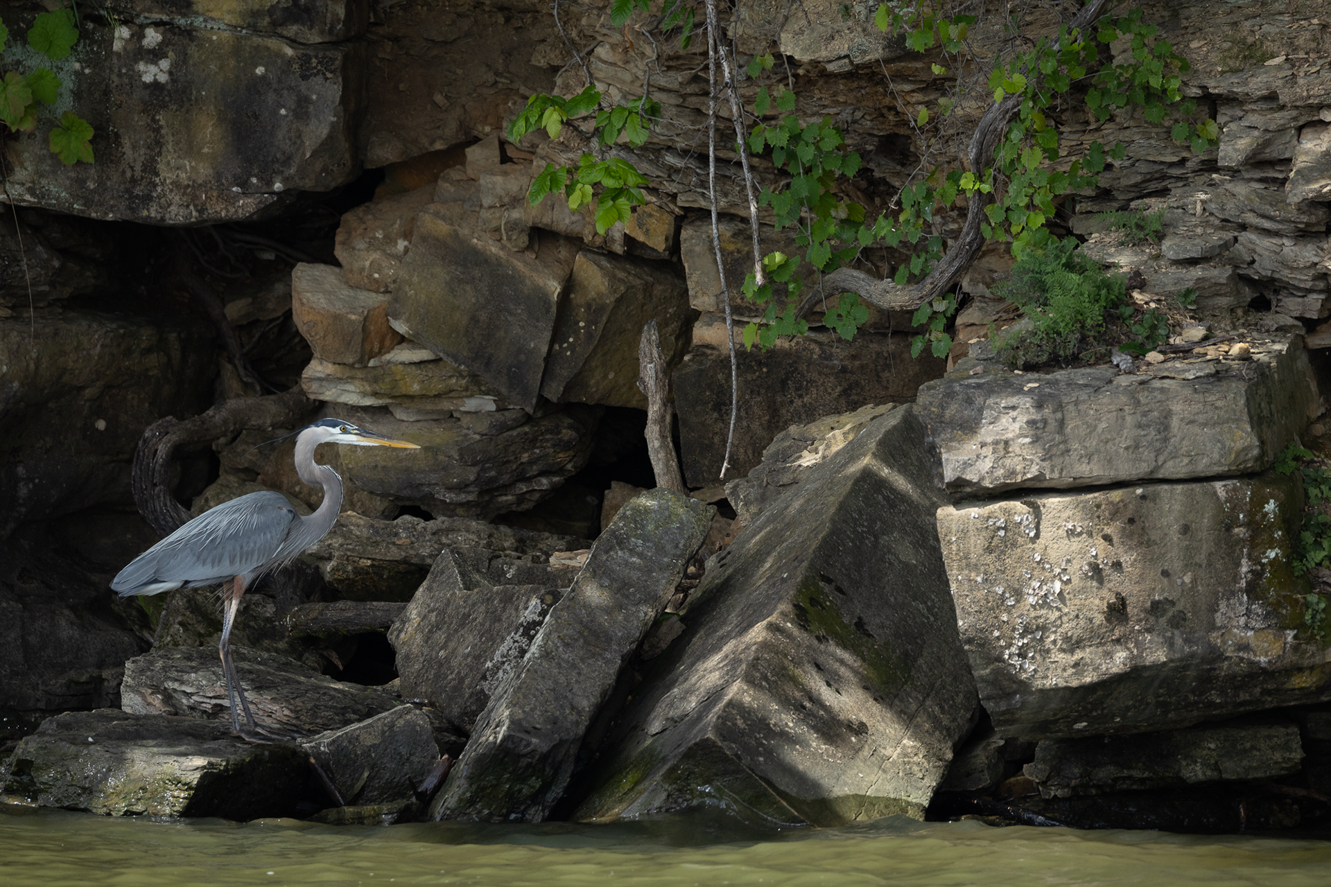 Great Blue Heron