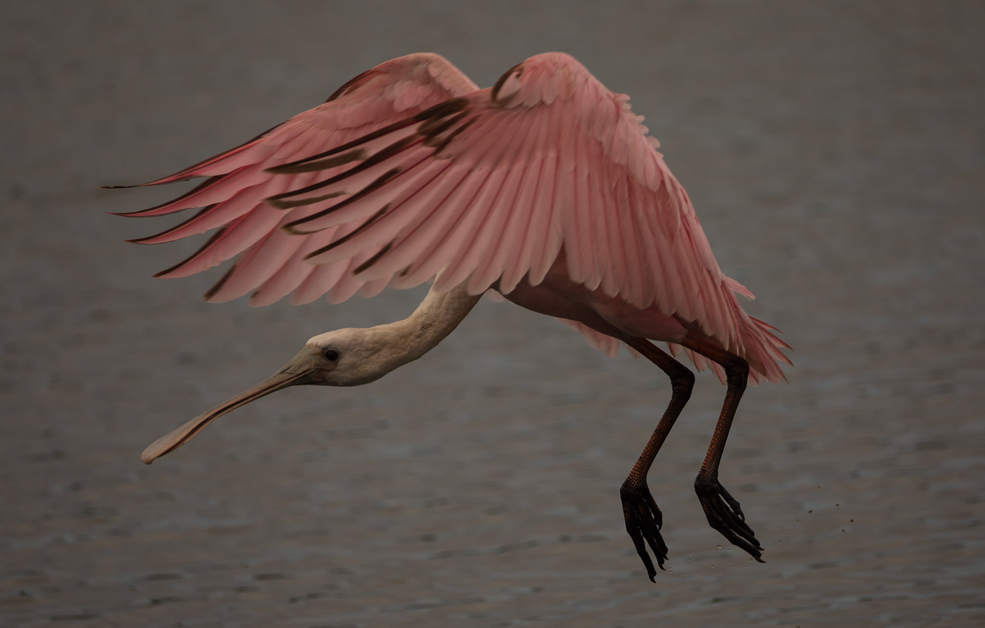 Roseate Spoonbill