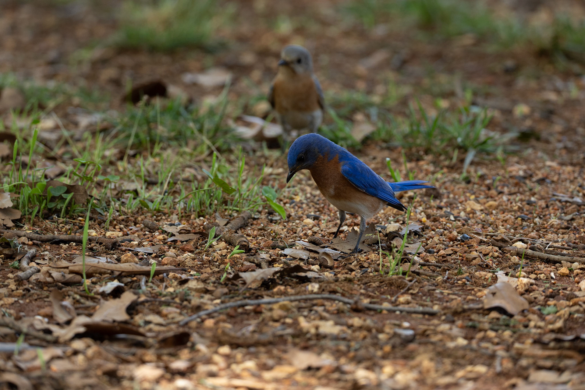 Female and Male Eastern Bluebirds