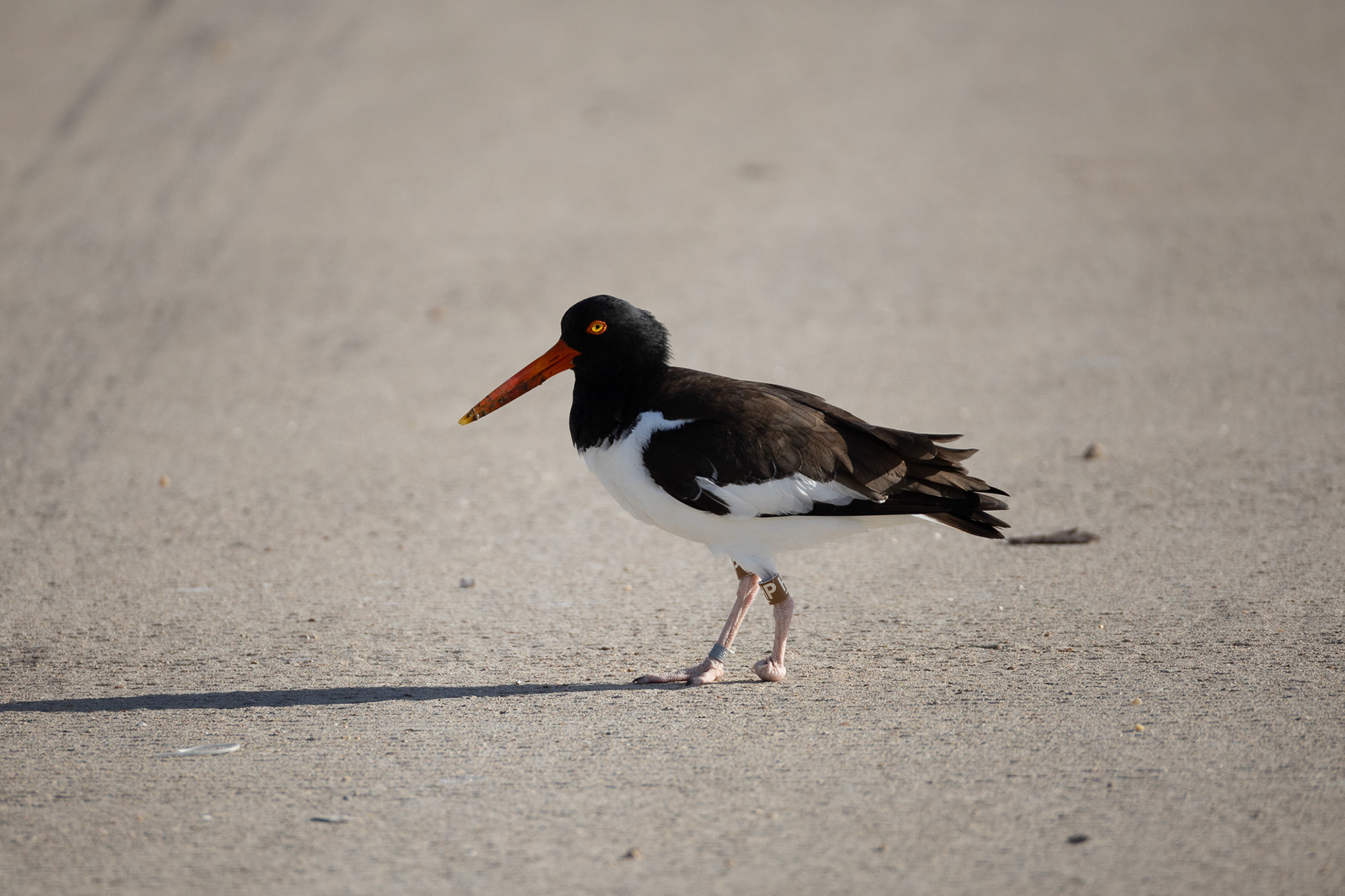 American Oystercatcher