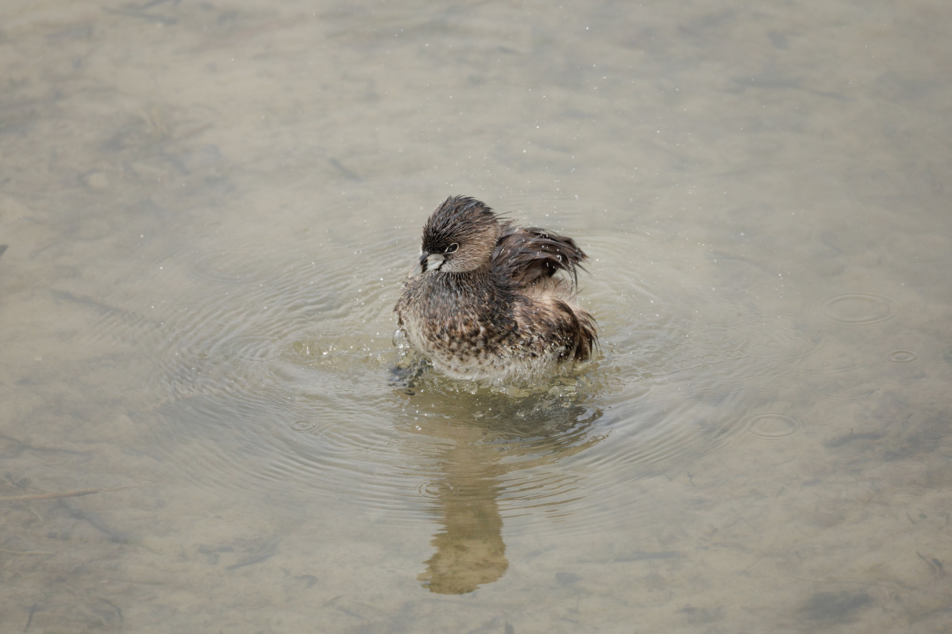 Pied-billed Grebe