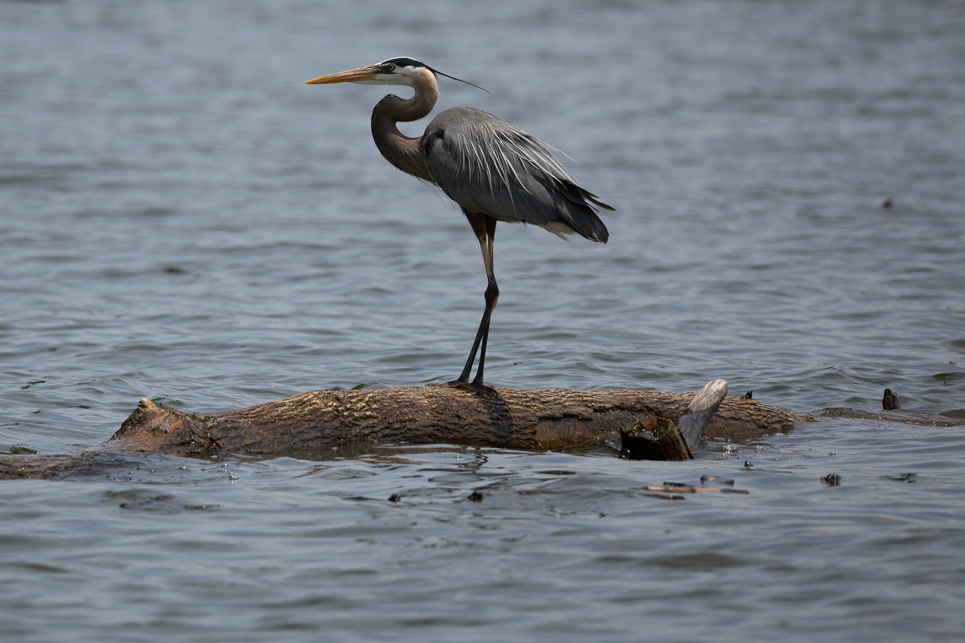 Great Blue Heron
