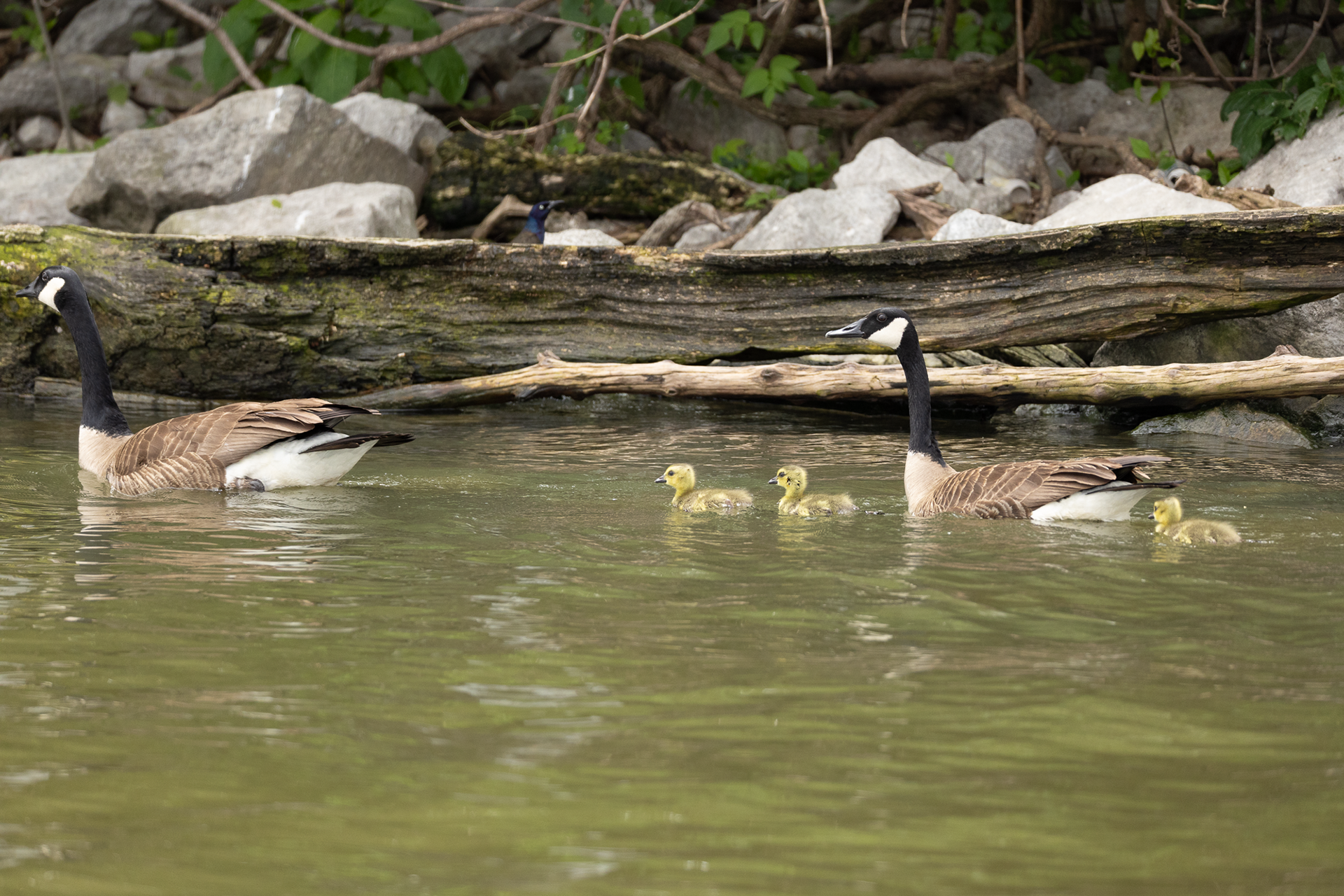 Canadian Geese with Goslings