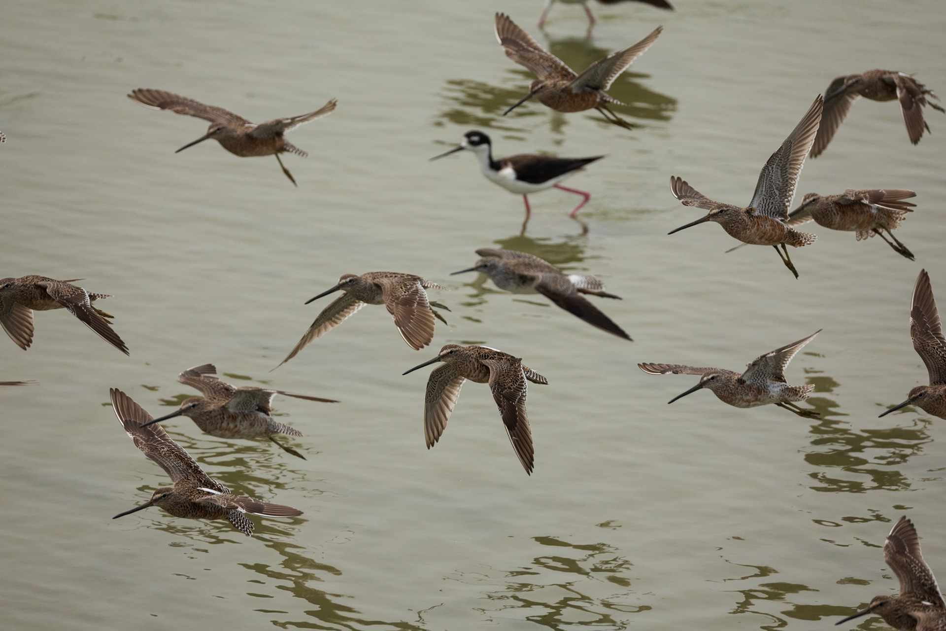 Long-billed Dowitchers