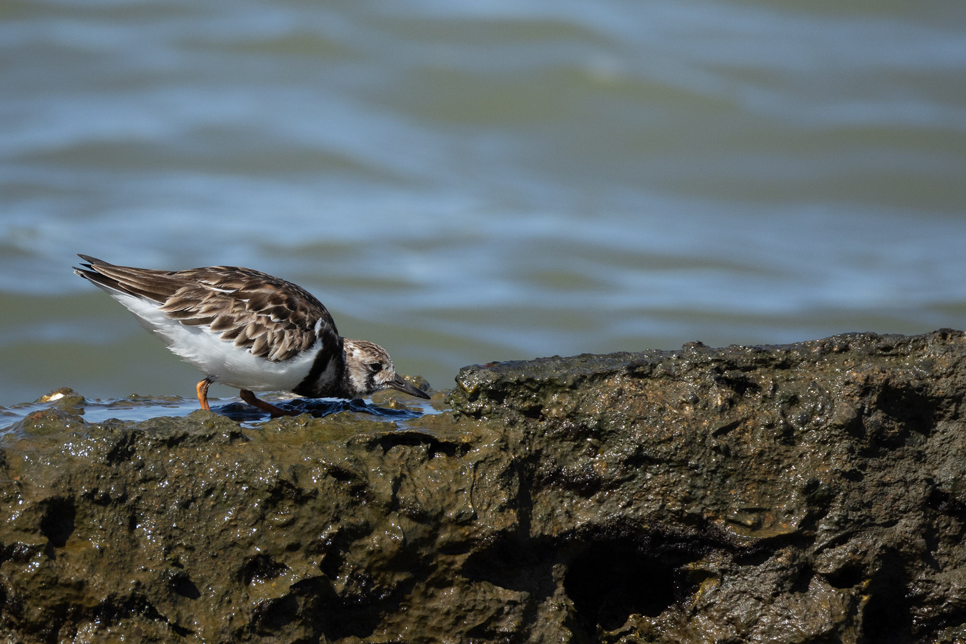 Ruddy Turnstone