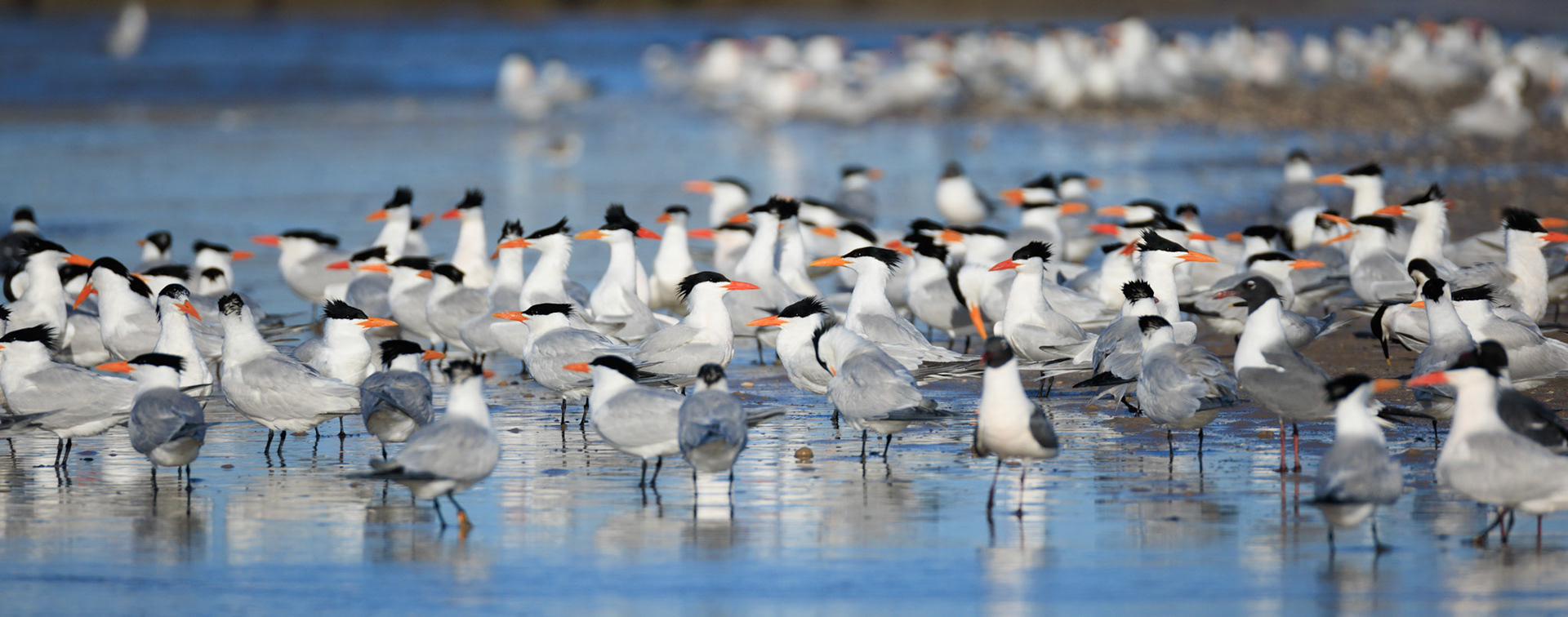 Elegant Tern