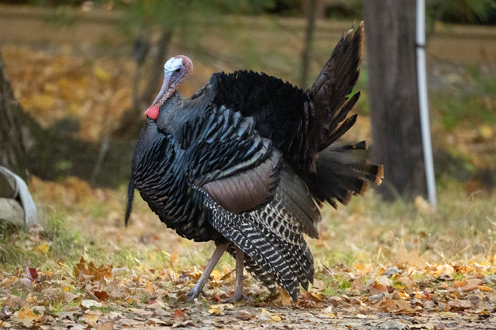 Wild Turkey