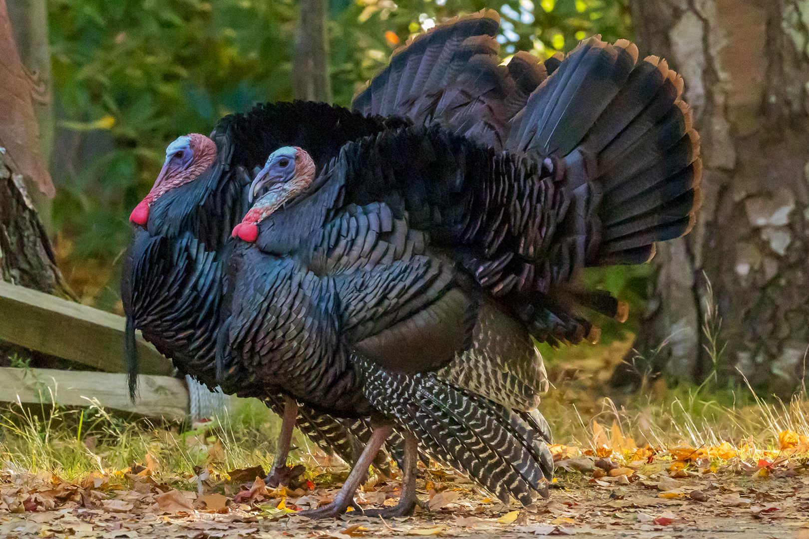 Wild Turkey