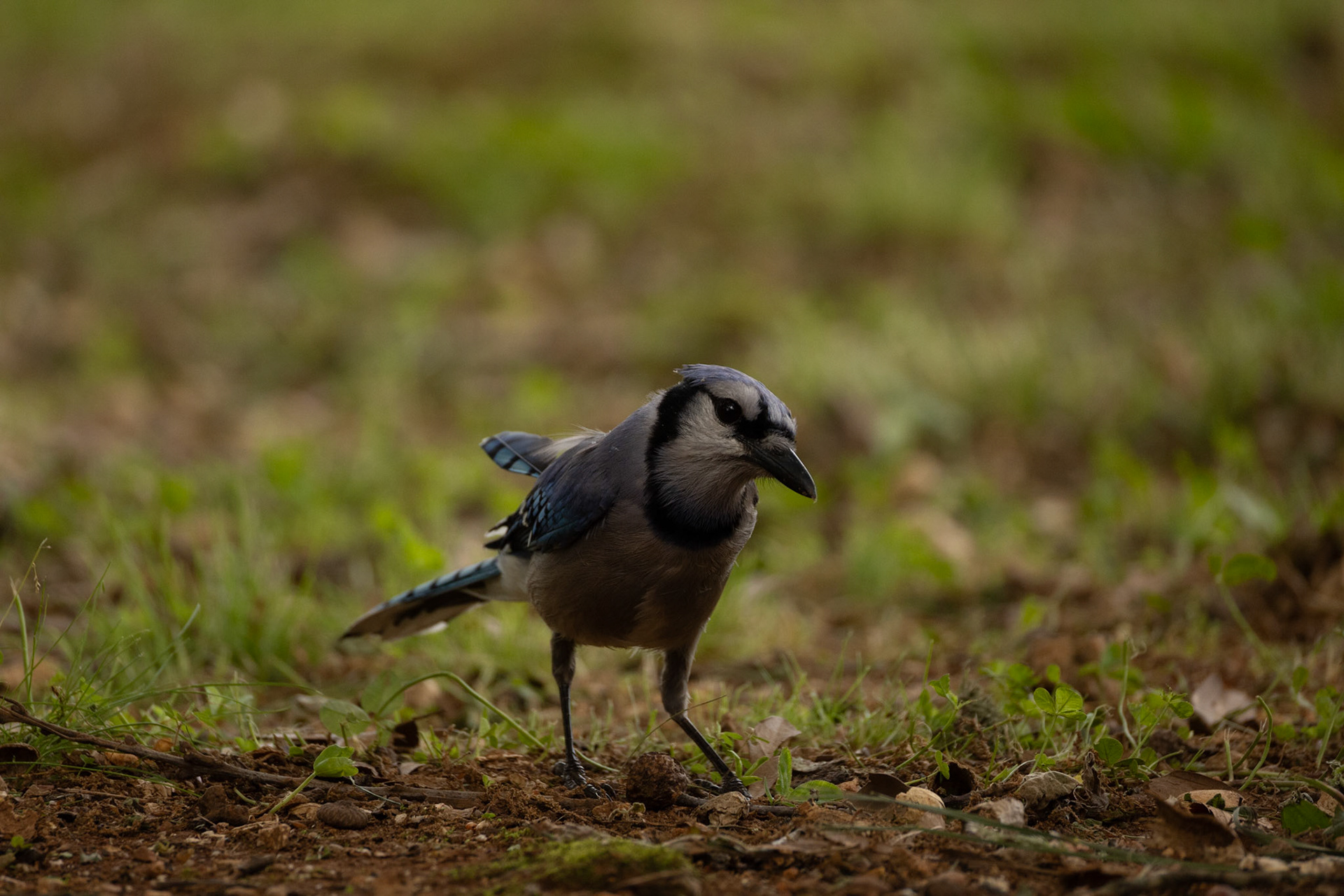 Blue Jay