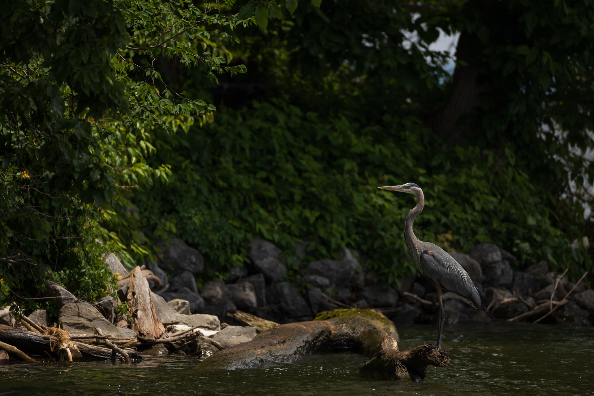 Great Blue Heron