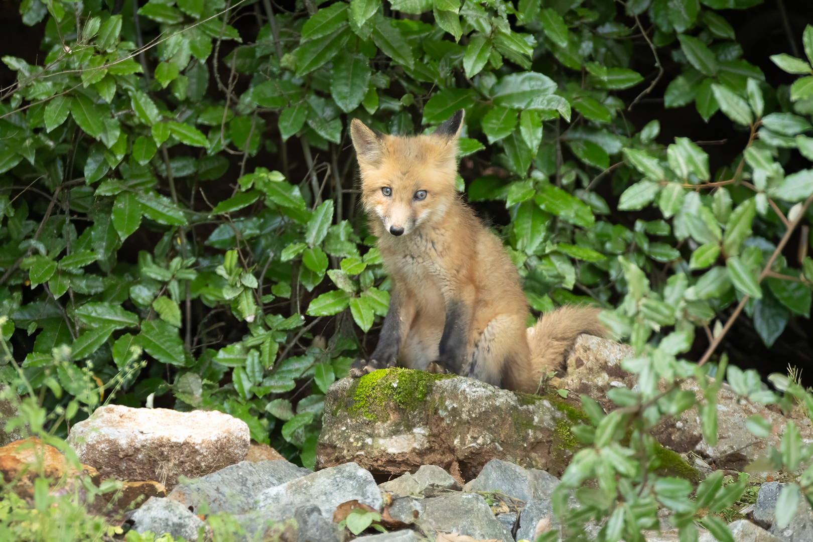 Baby Fox Kit