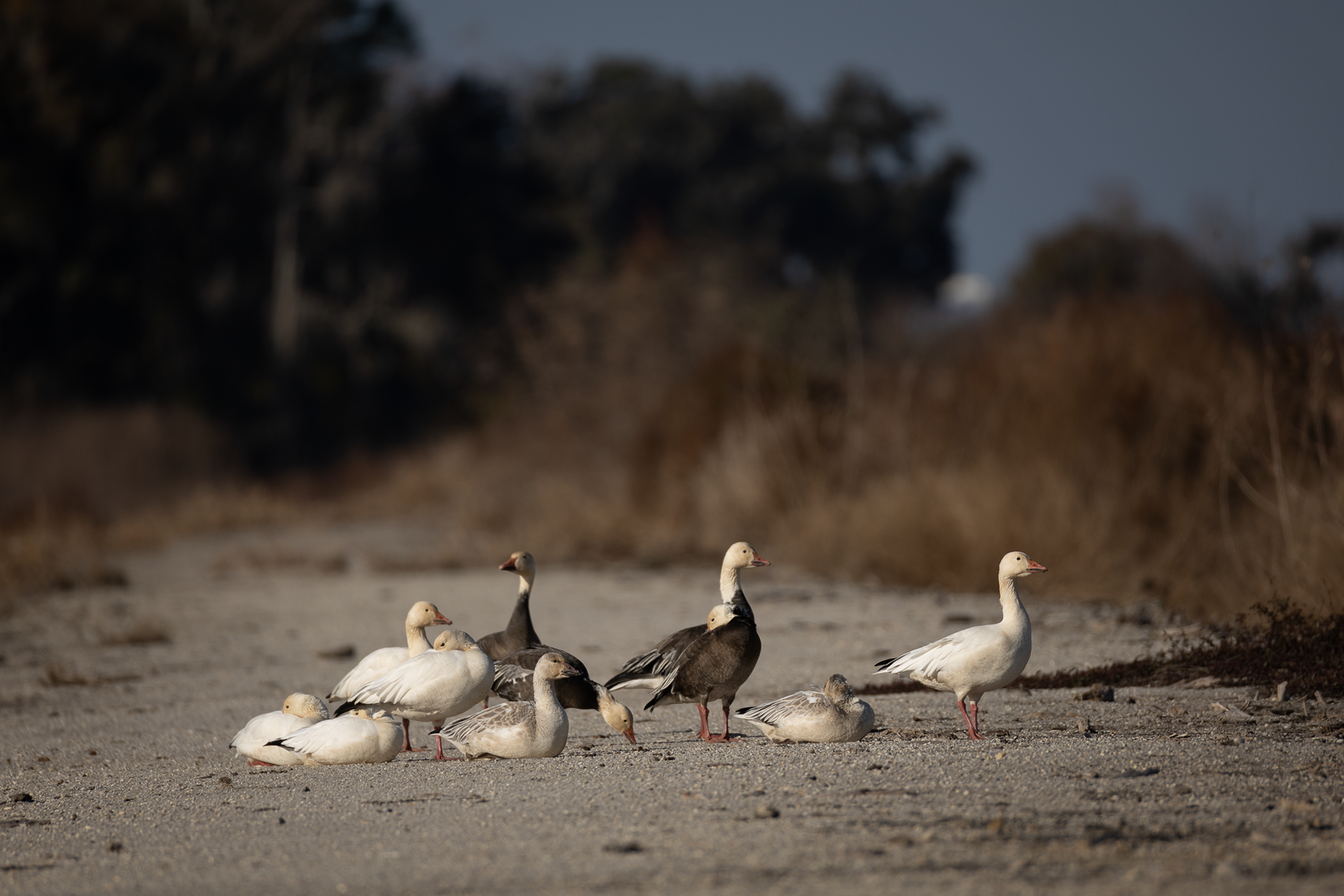 Snow Geese and Ross's Geese