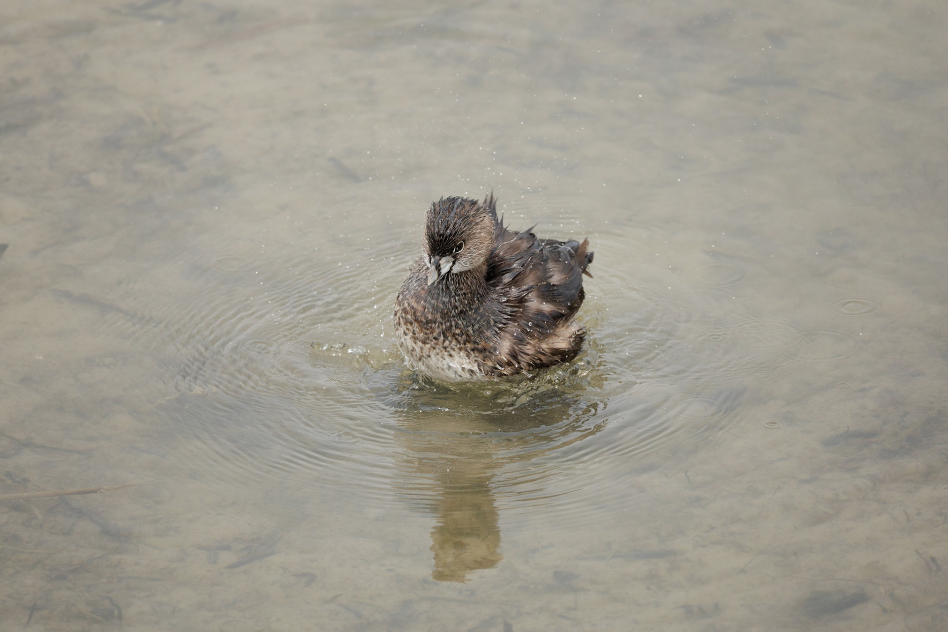 Pied-billed Grebe