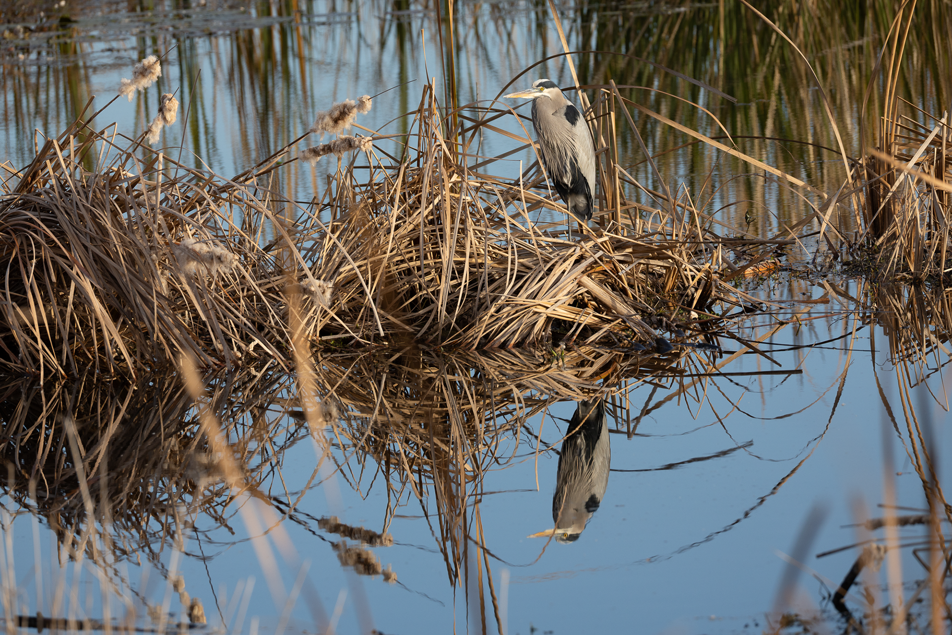 Great Blue Heron