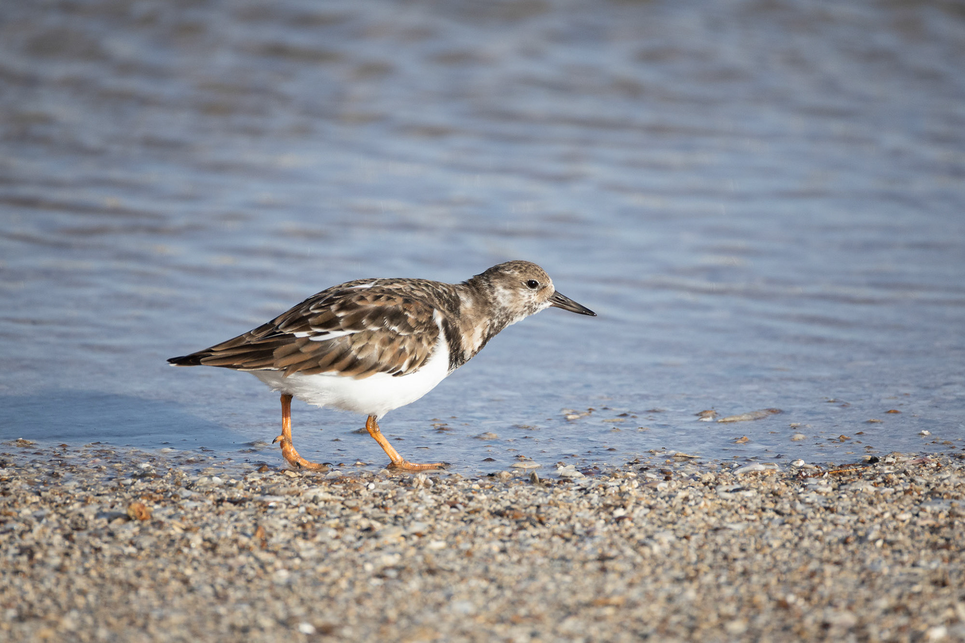 Ruddy Turnstone
