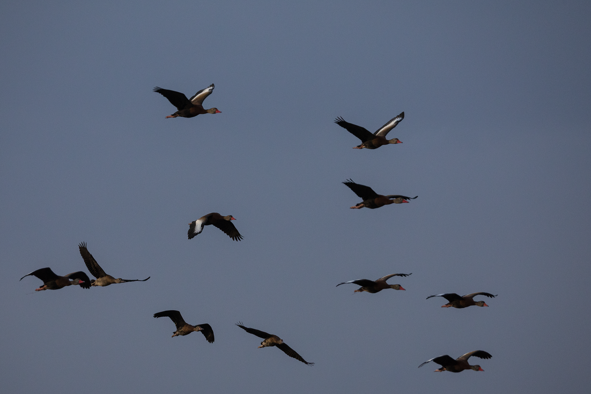Black-bellied Whistling Duck