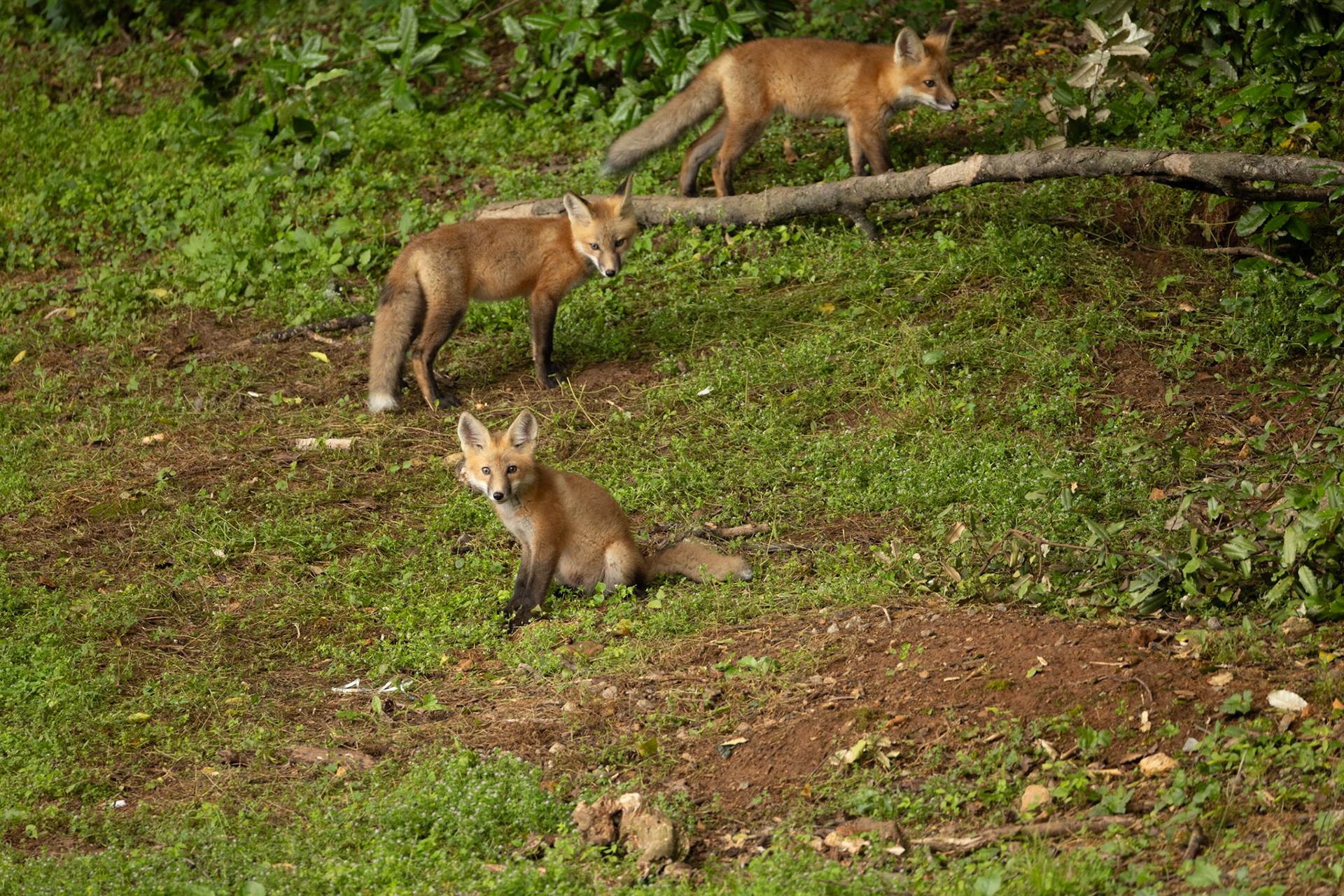 Baby Fox Kits
