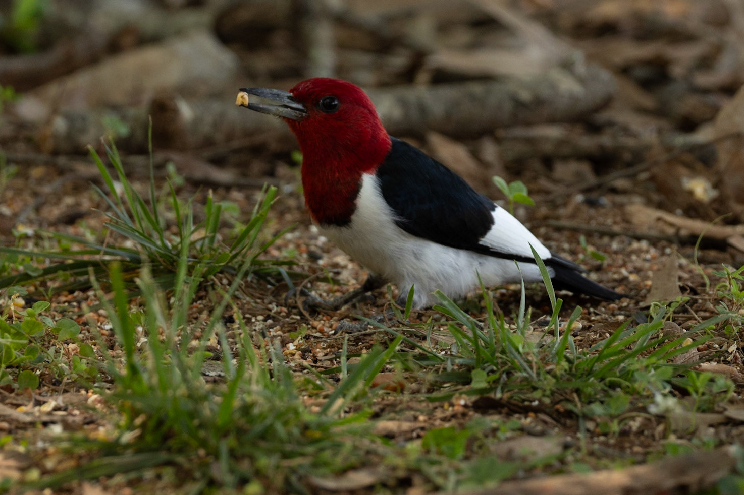 Red headed Woodpecker