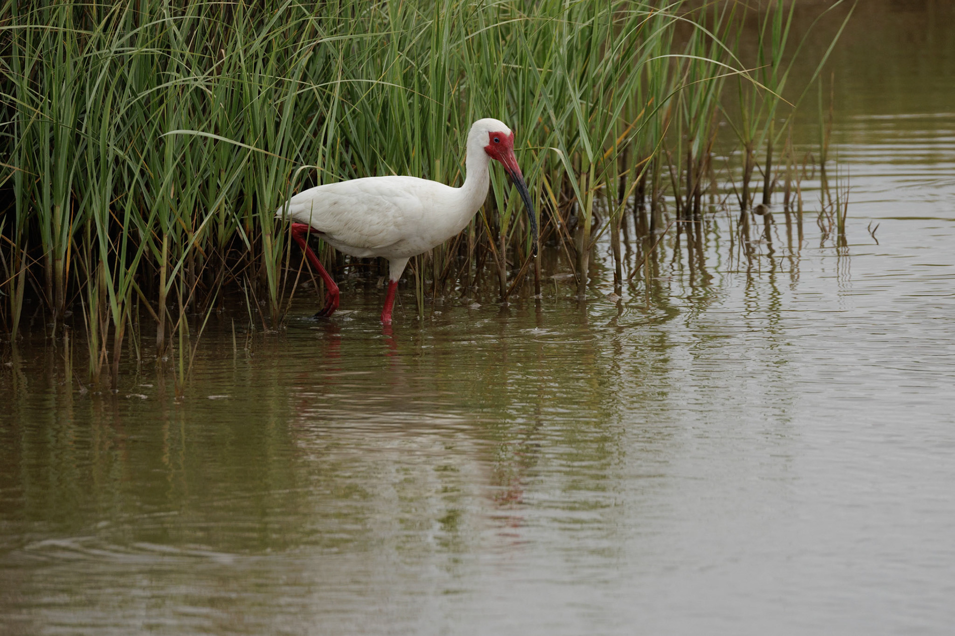 White Ibis