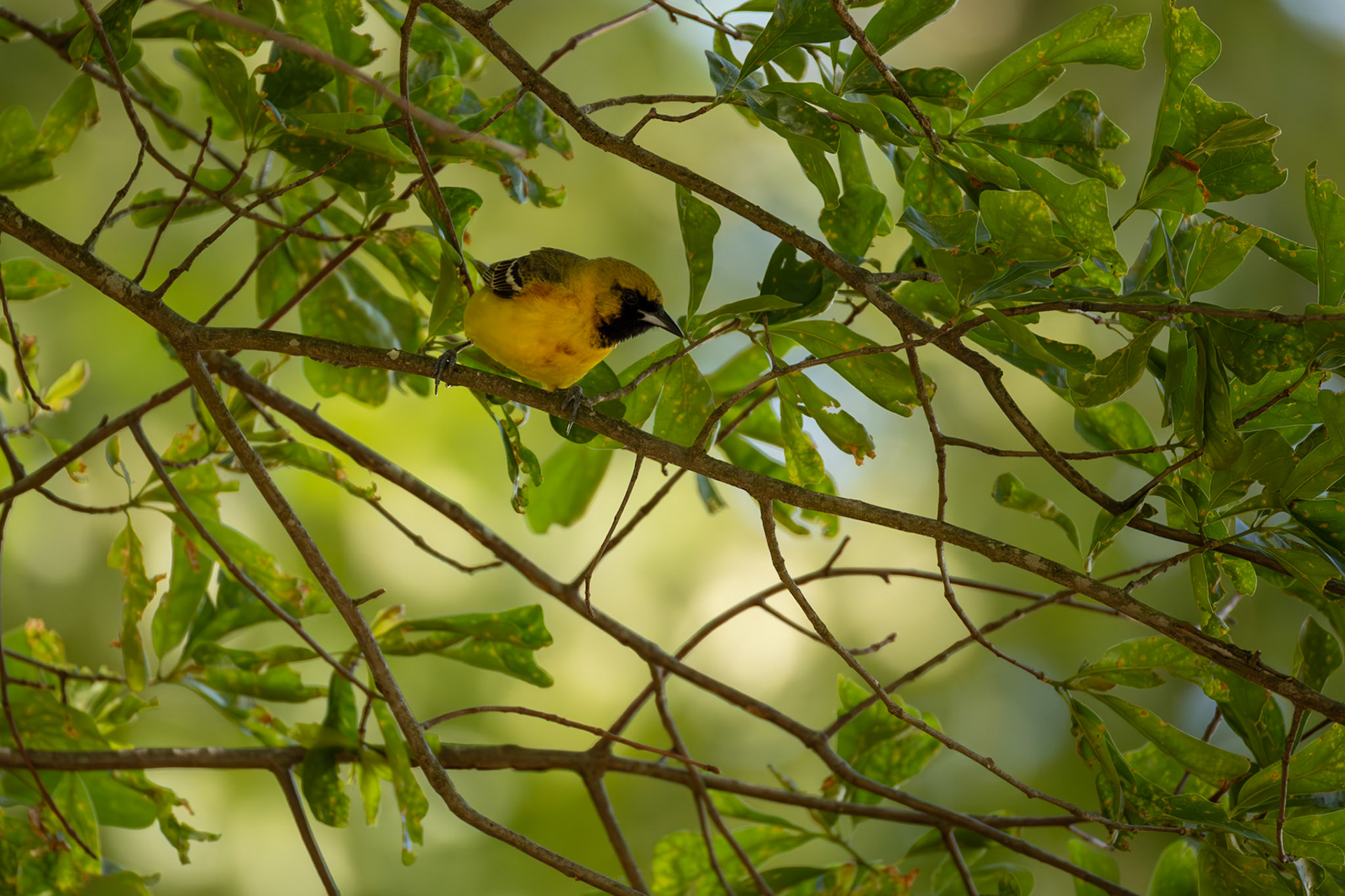 Orchard Oriole