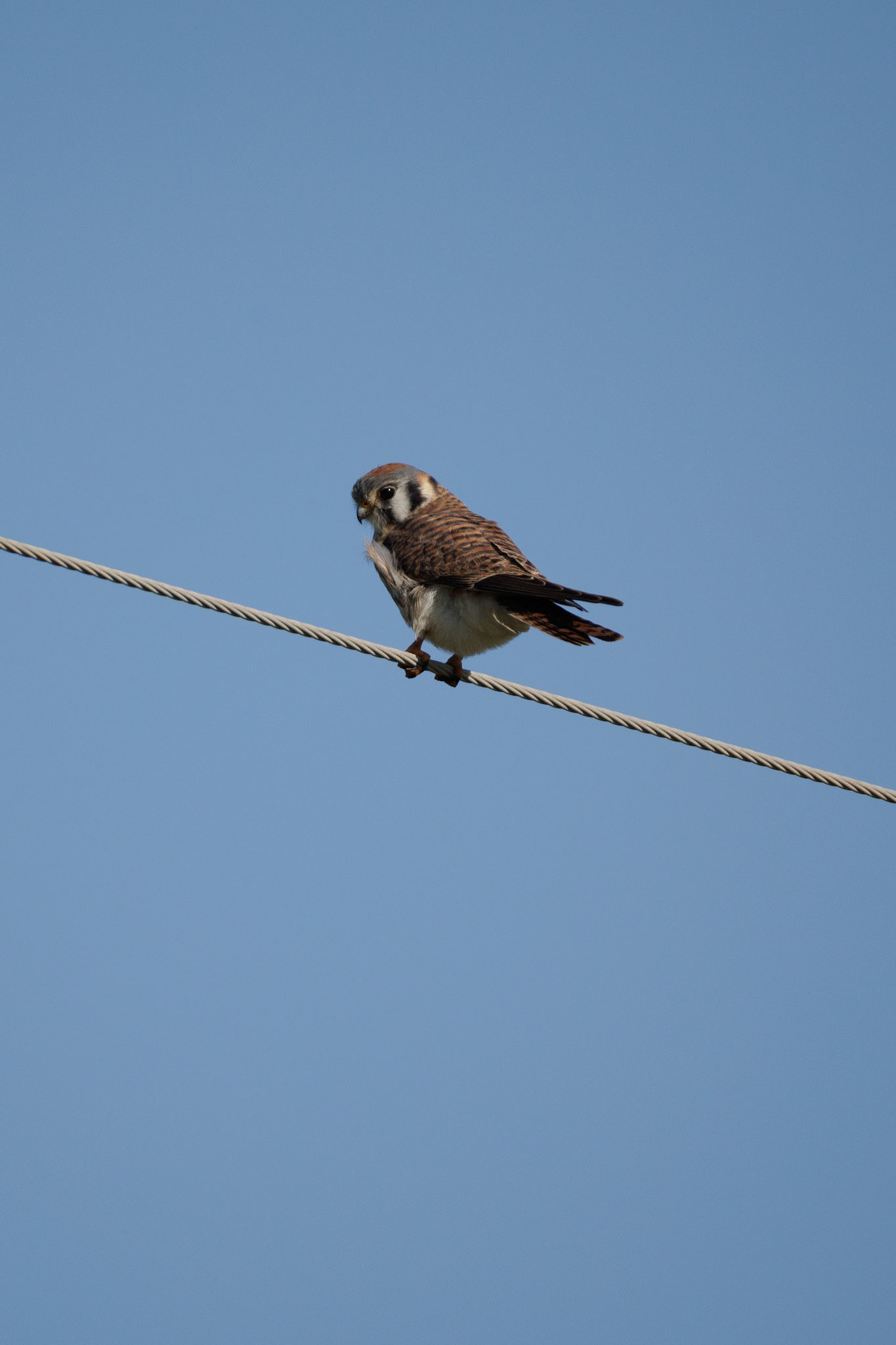 American Kestrel