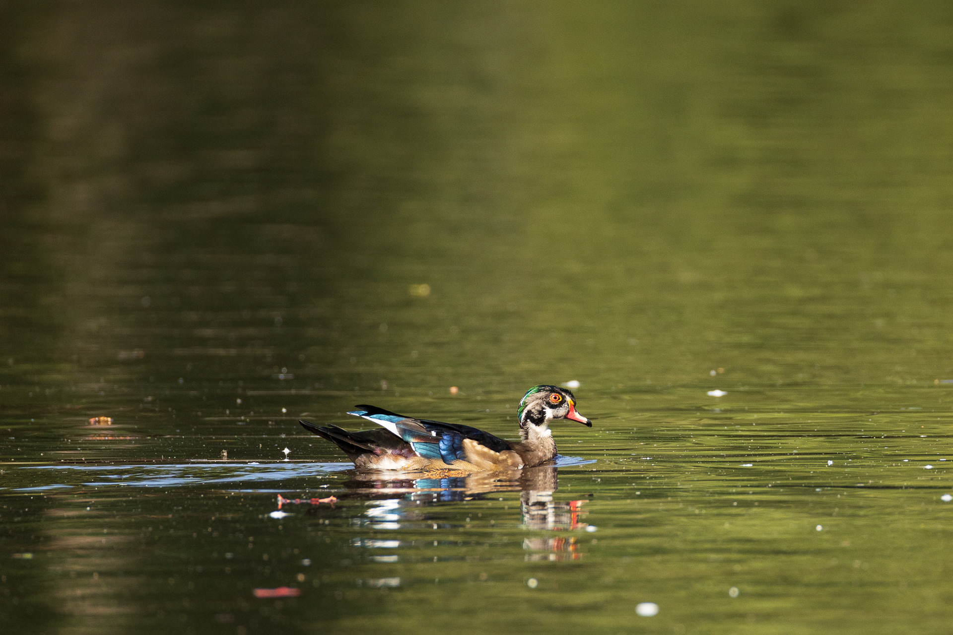 Male Wood duck