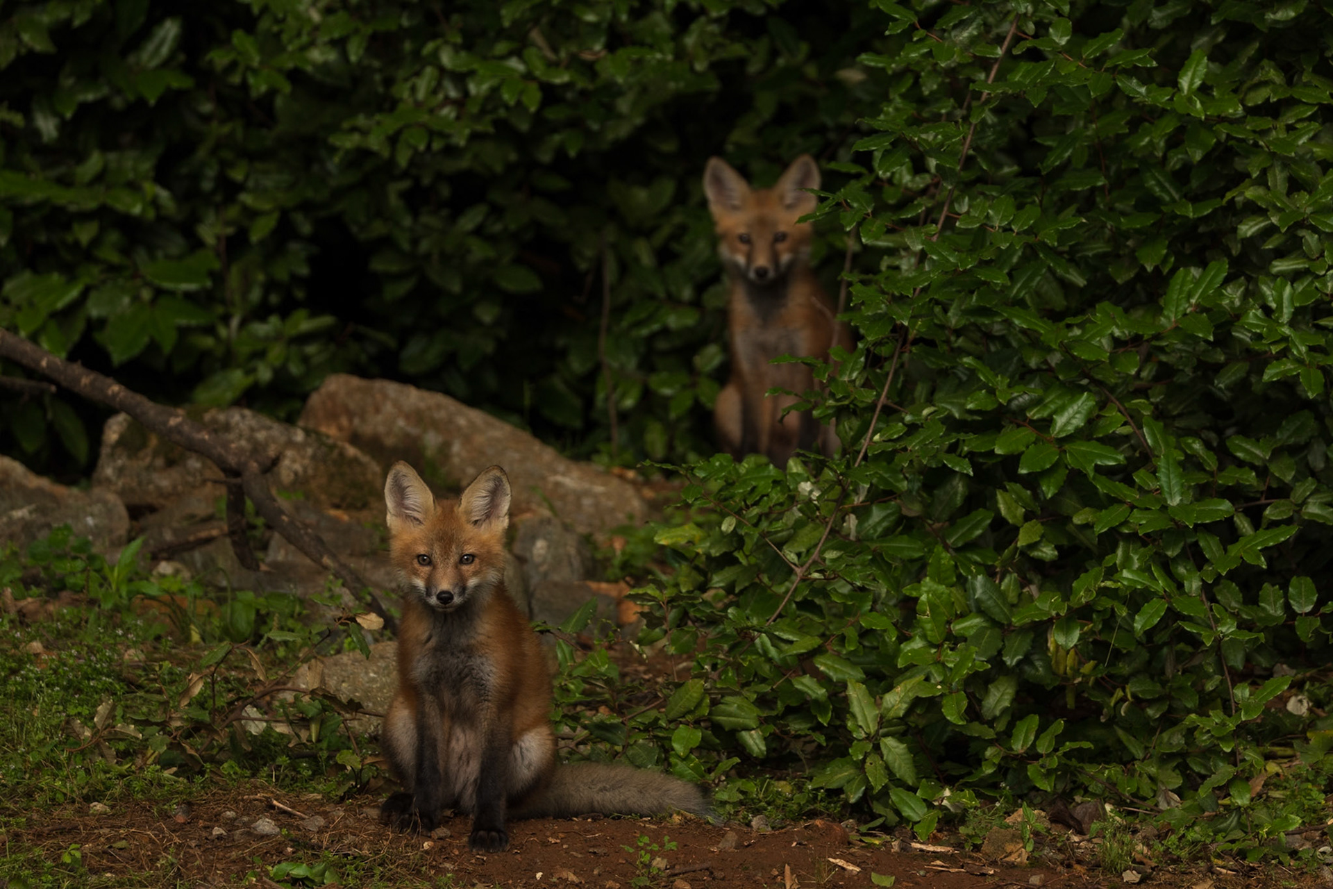Baby fox Kits