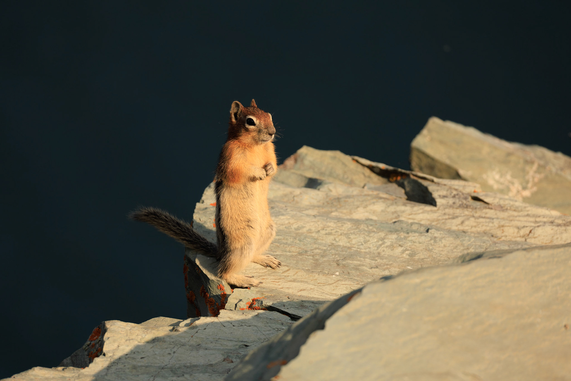 Golden-Mantled ground Squirrel