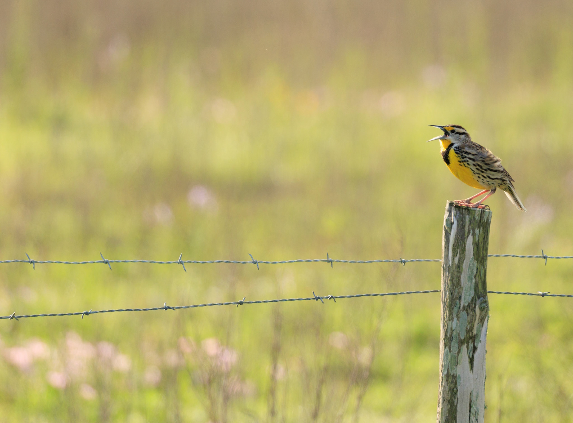 Eastern Meadowlark