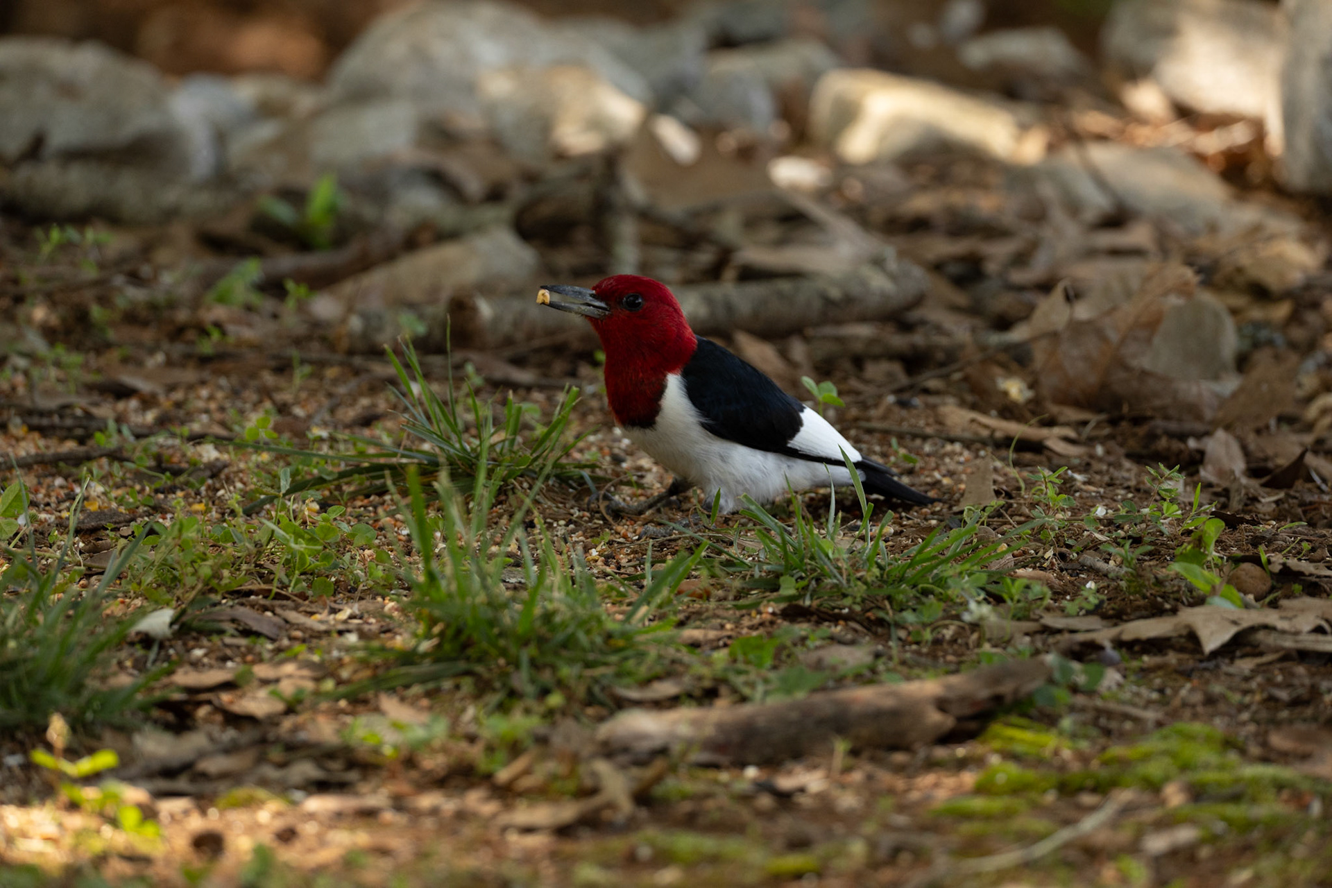 Red headed Woodpecker