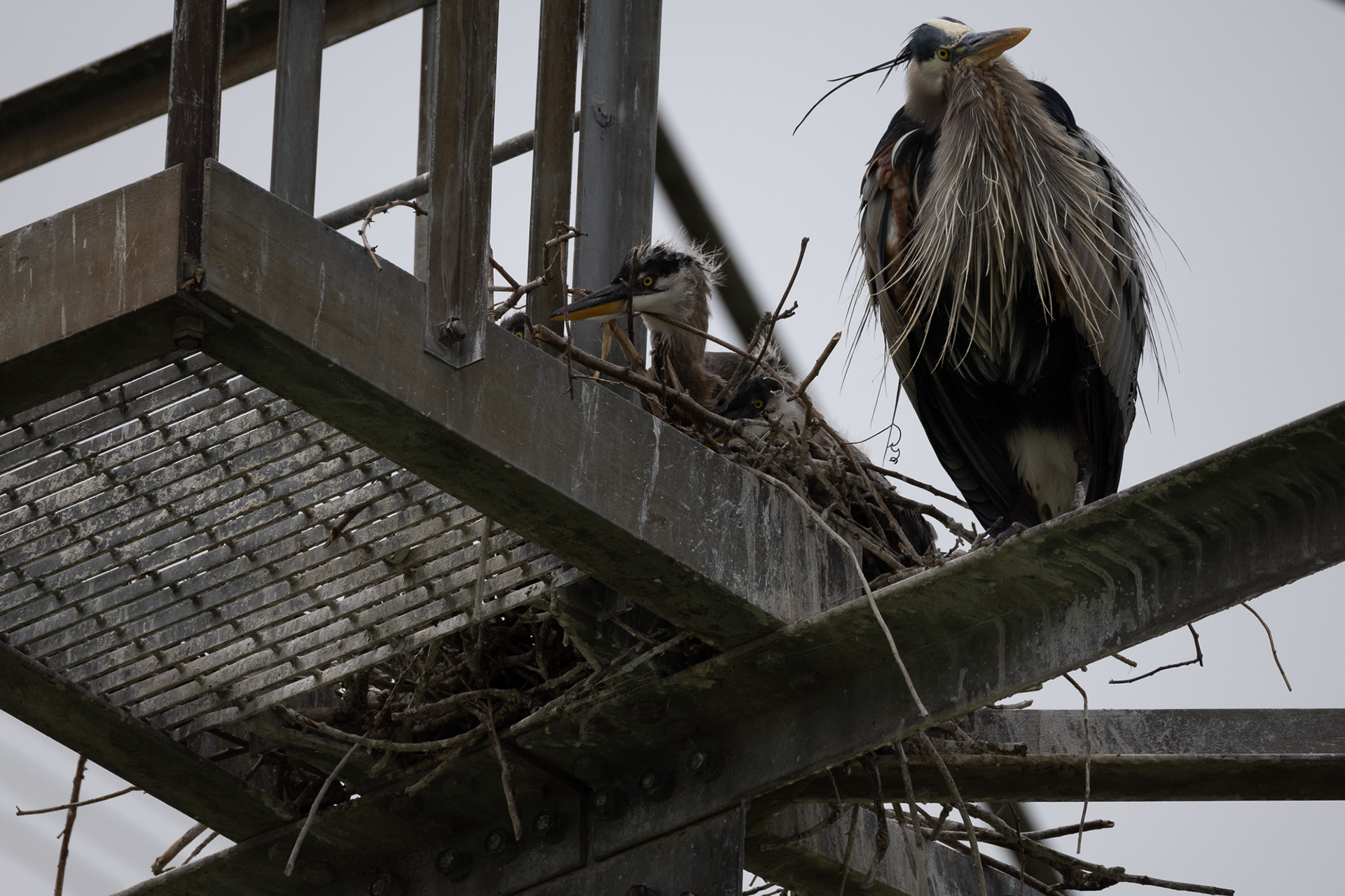 Great Blue Heron with the Chicks