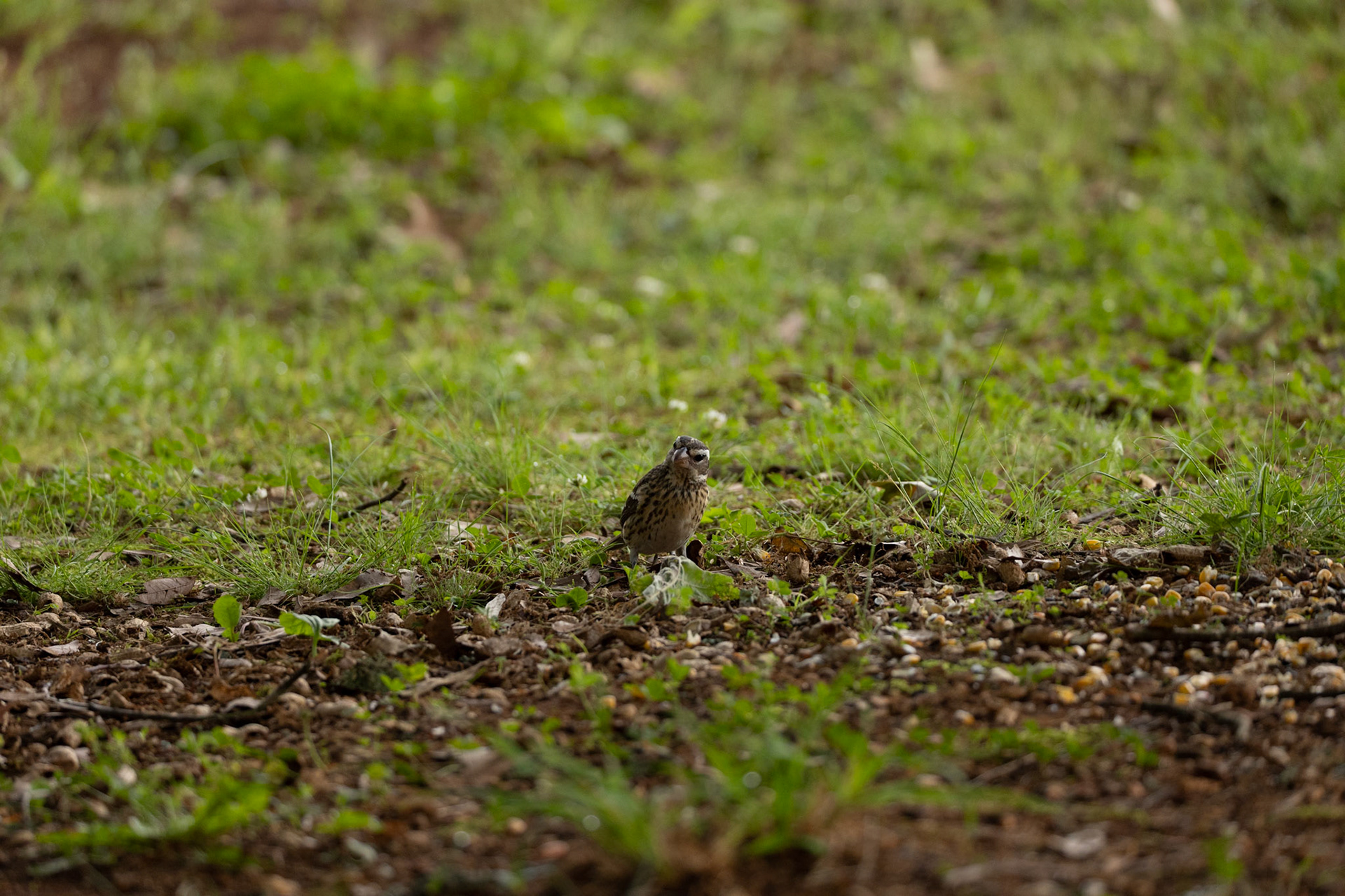 Female rose-breasted Grosbeak