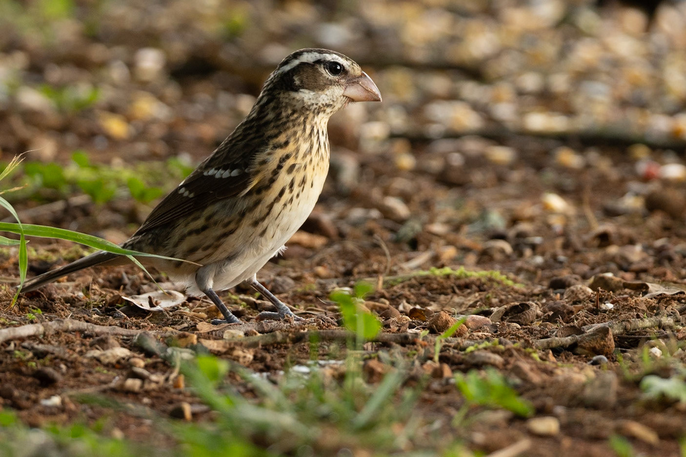 Female rose-breasted Grosbeak