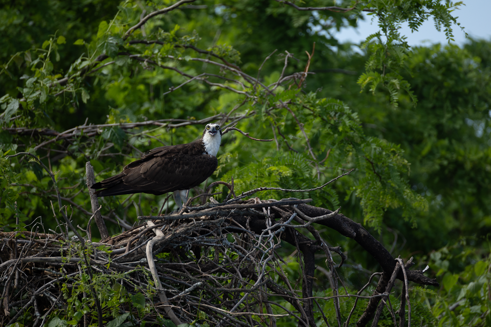 Osprey