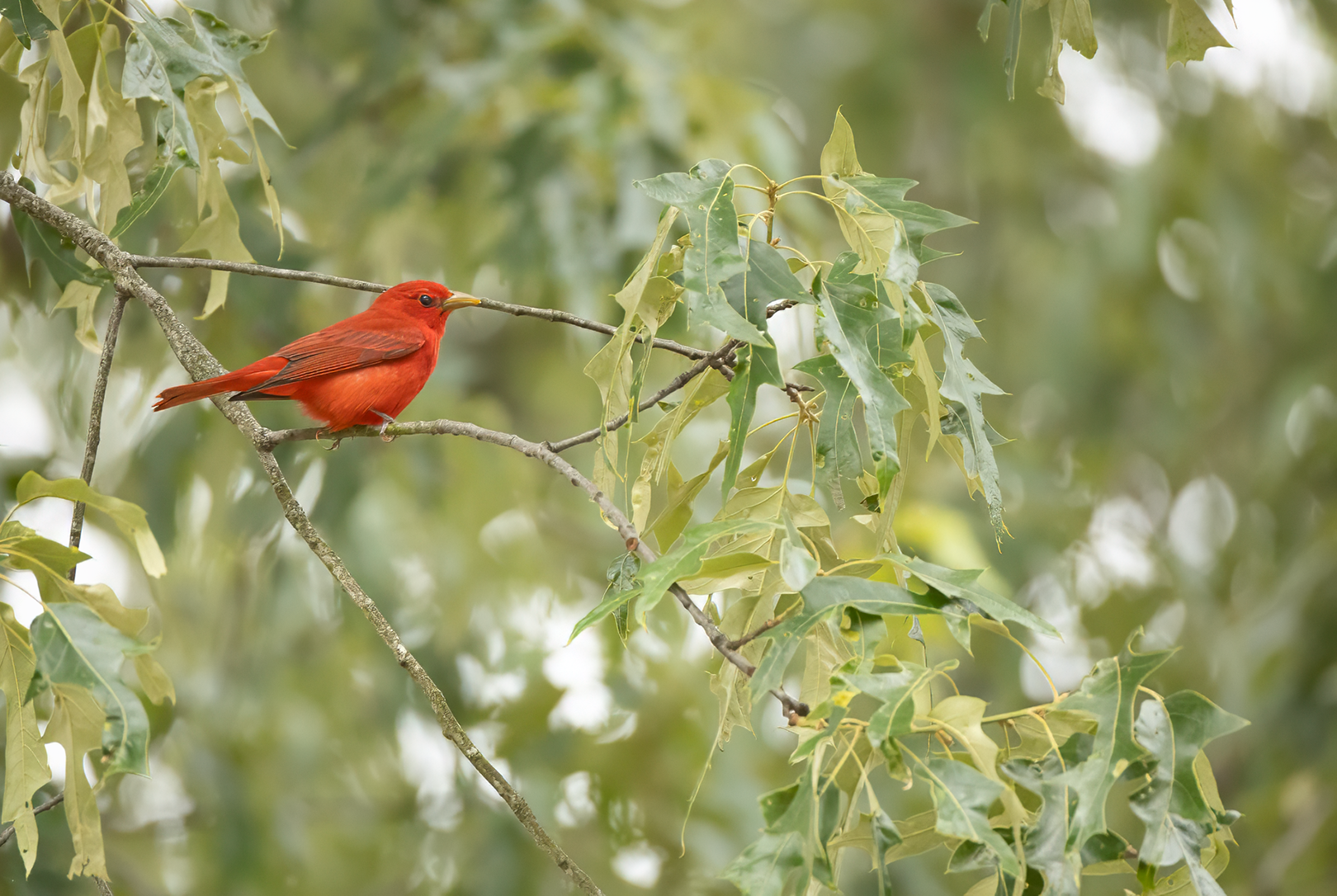 Male Summer Tanager