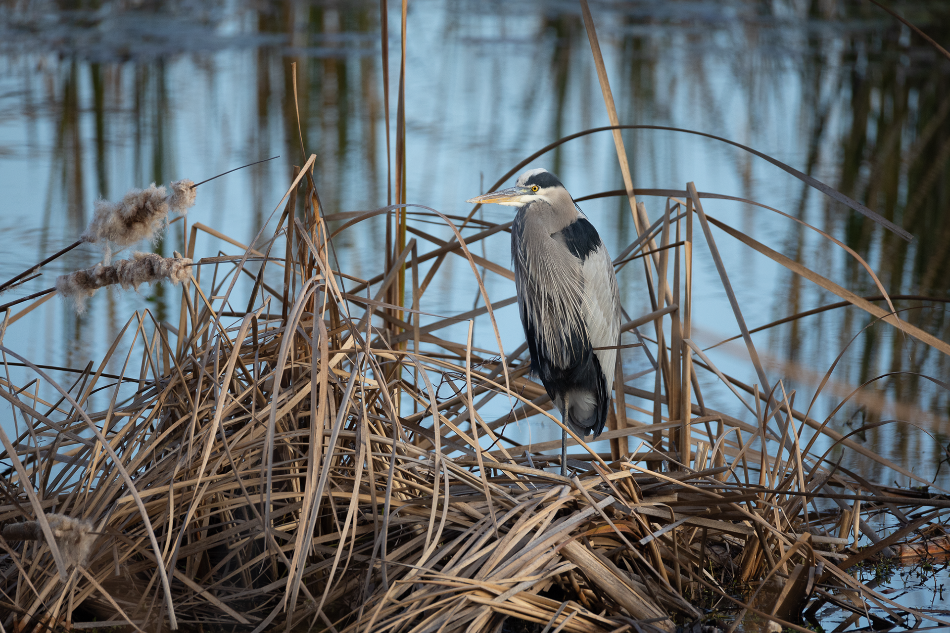 Great Blue Heron