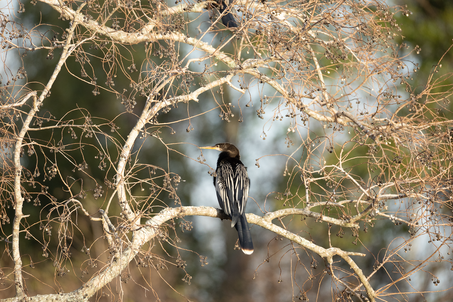 Anhinga
