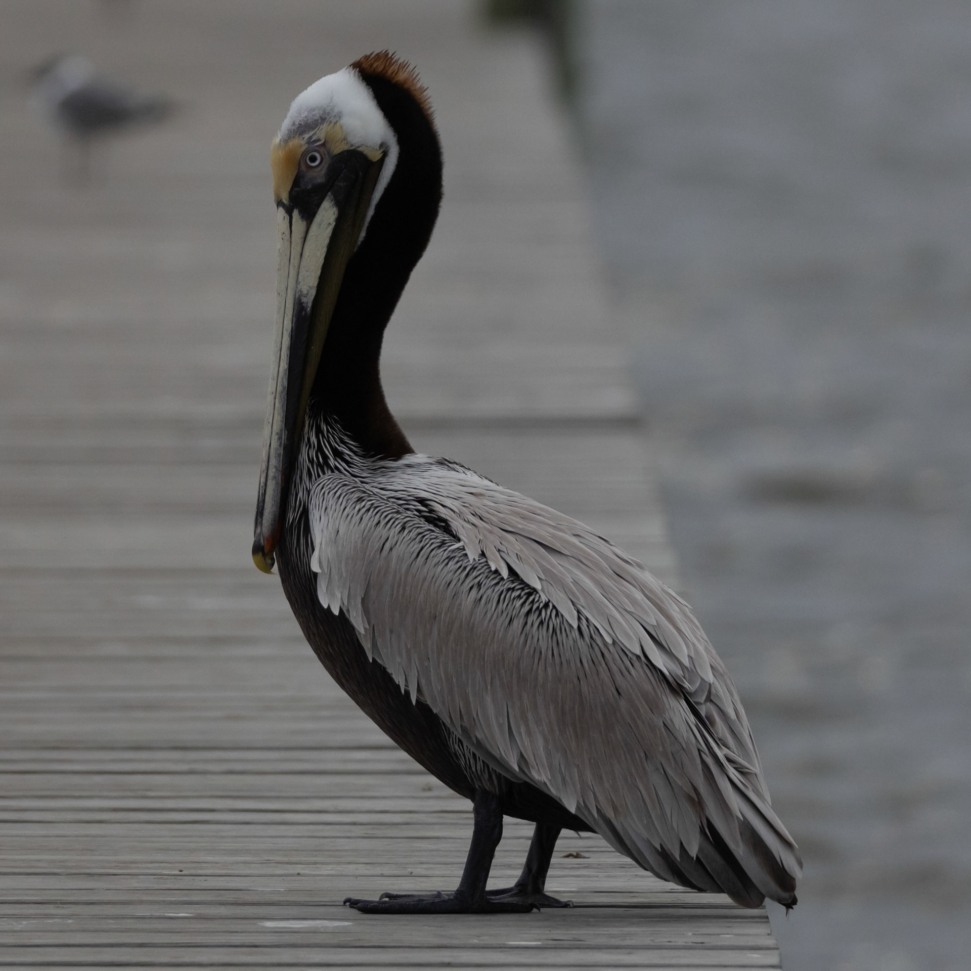 Adult Brown Pelican