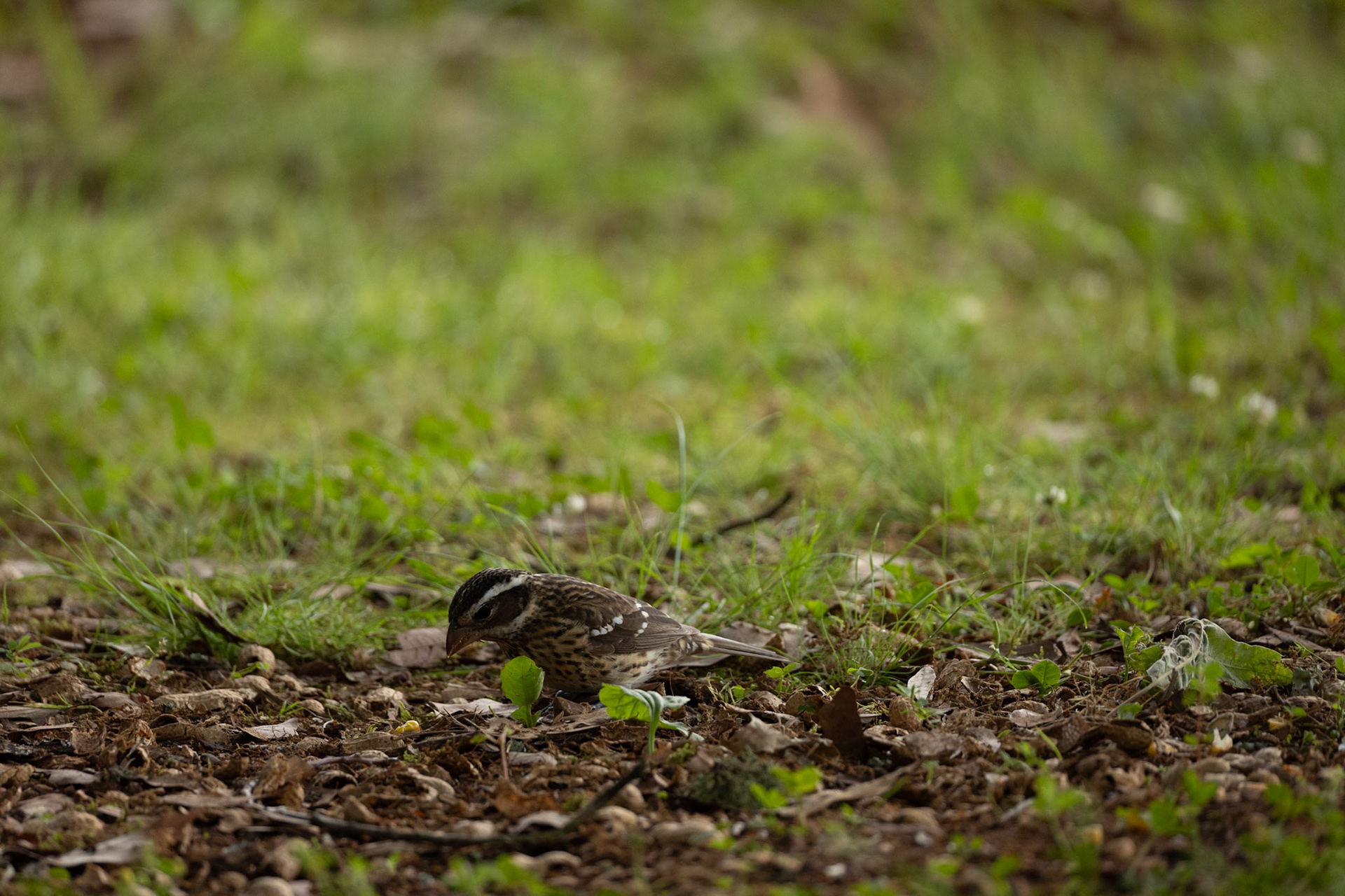 Female rose-breasted Grosbeak