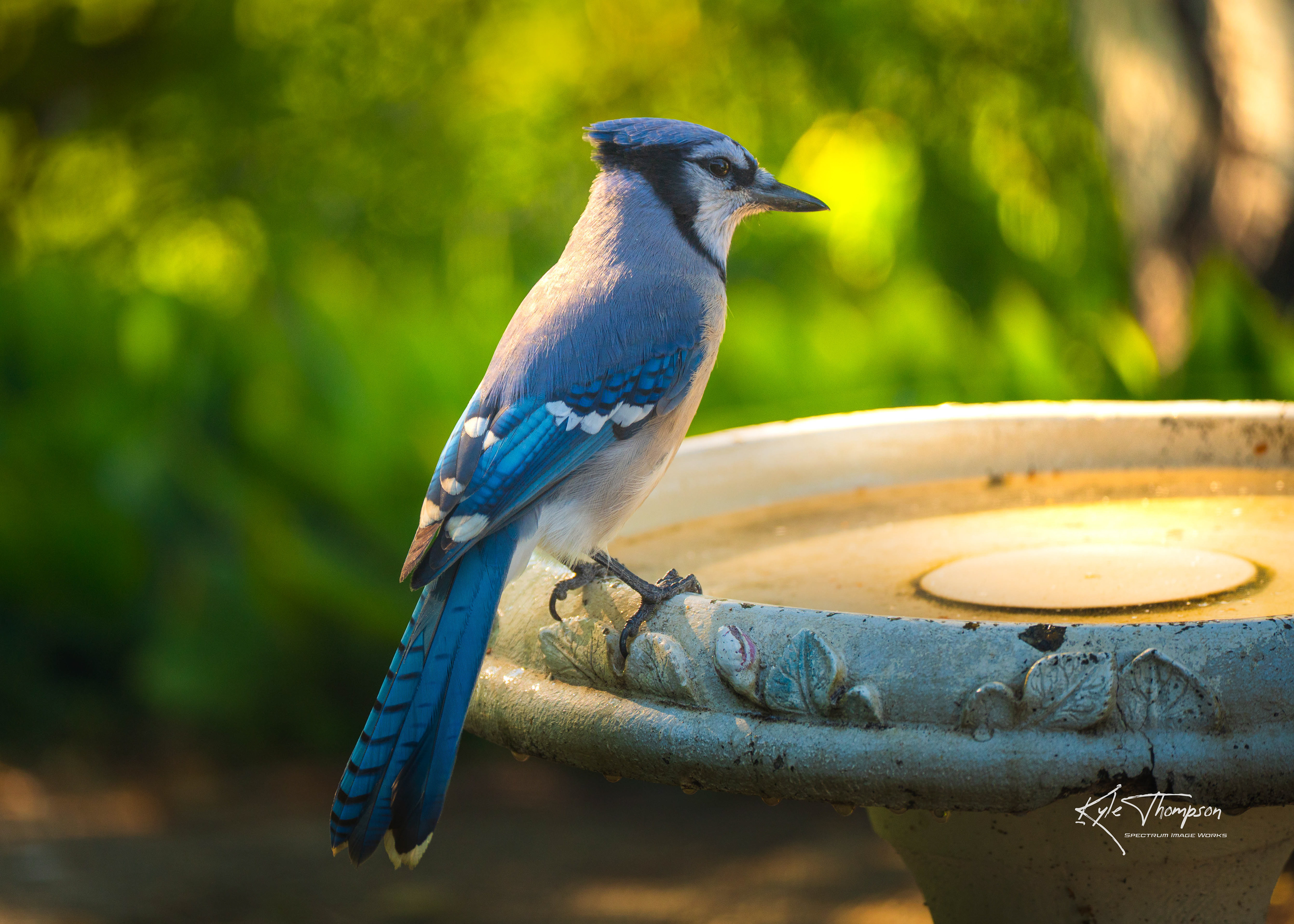 Blue Jay - Southern Alberta