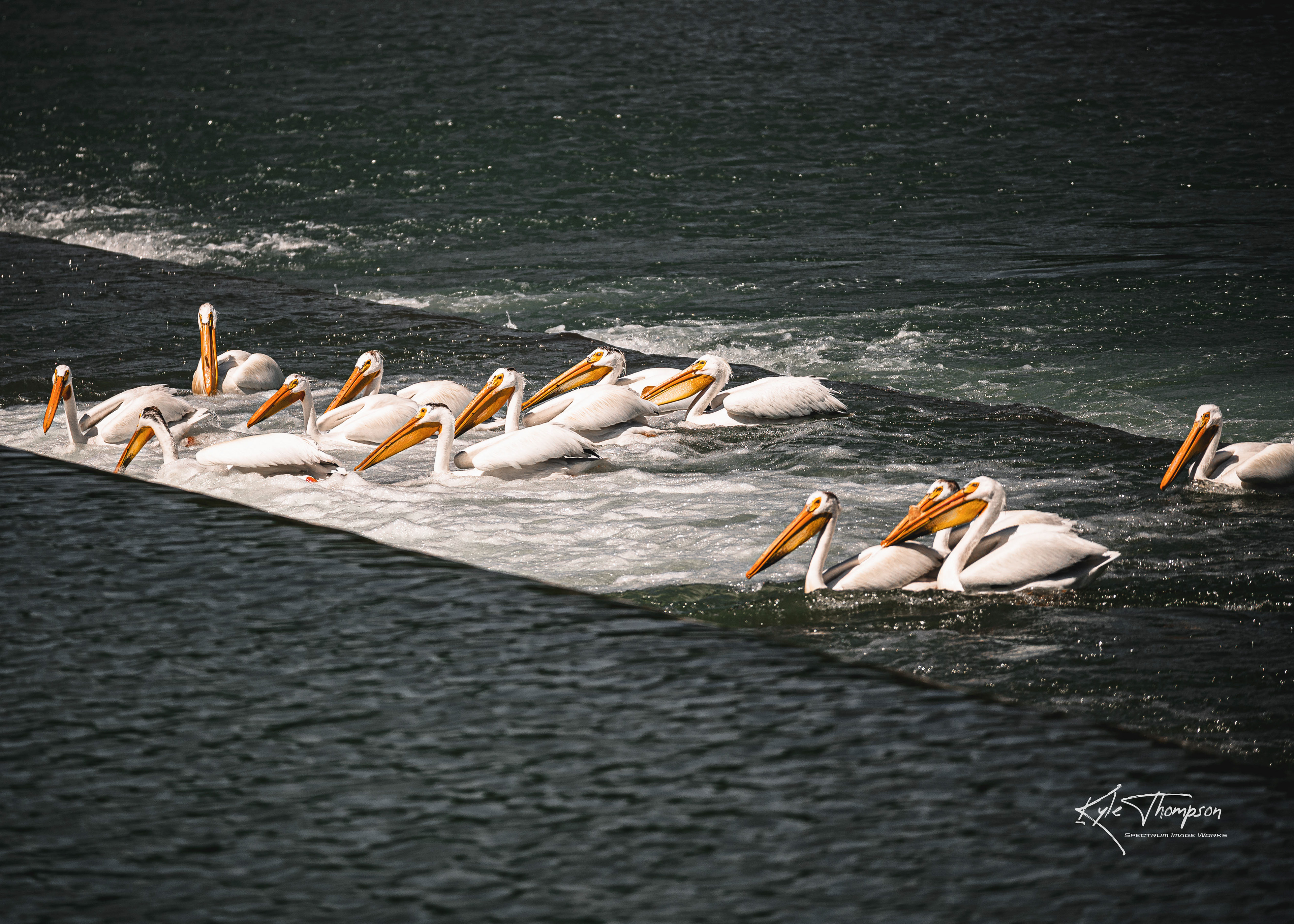 Pelicans - Lethbridge, AB