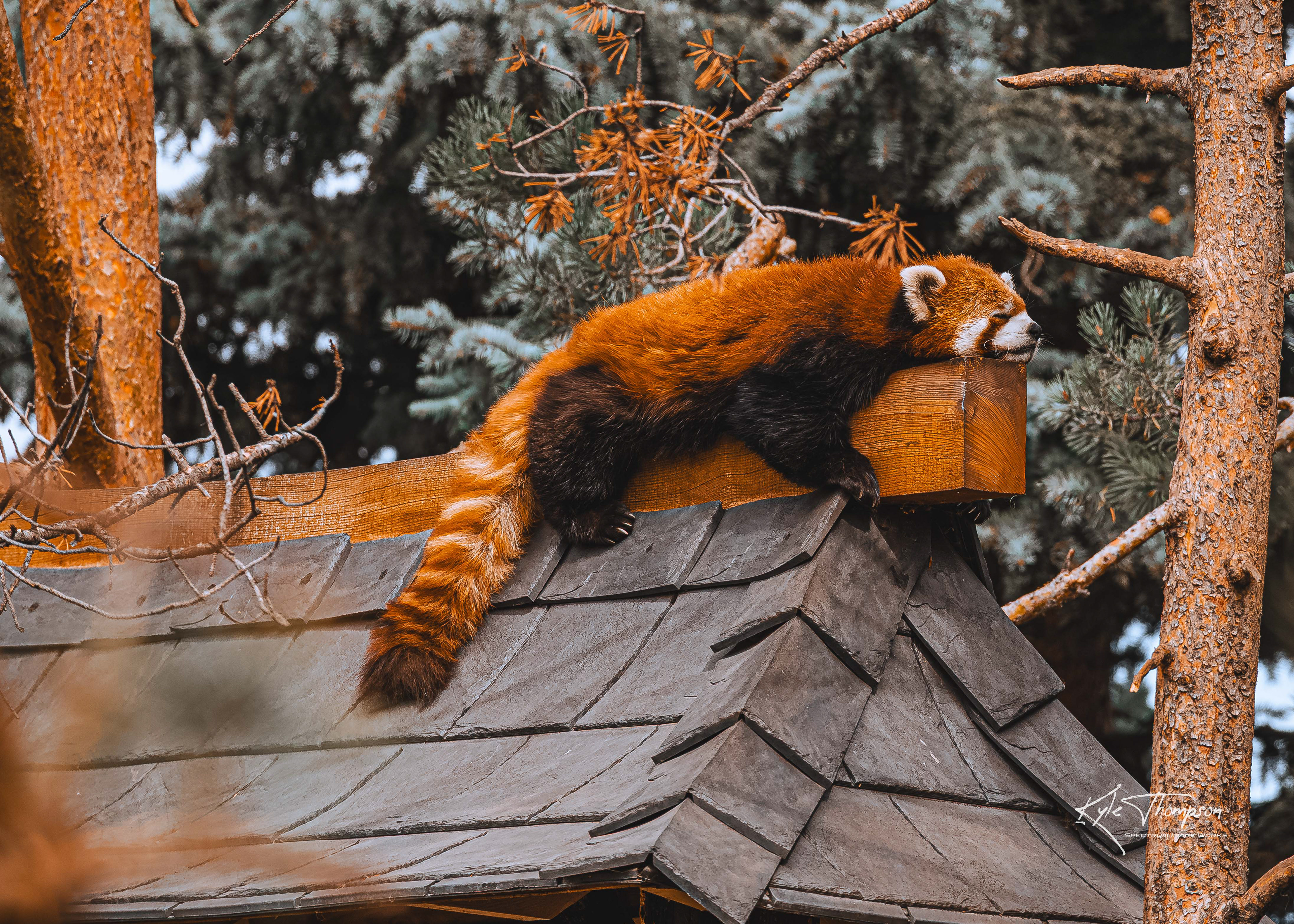 Red Panda - Calgary, AB