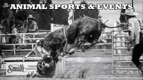 Animal Sports & Events