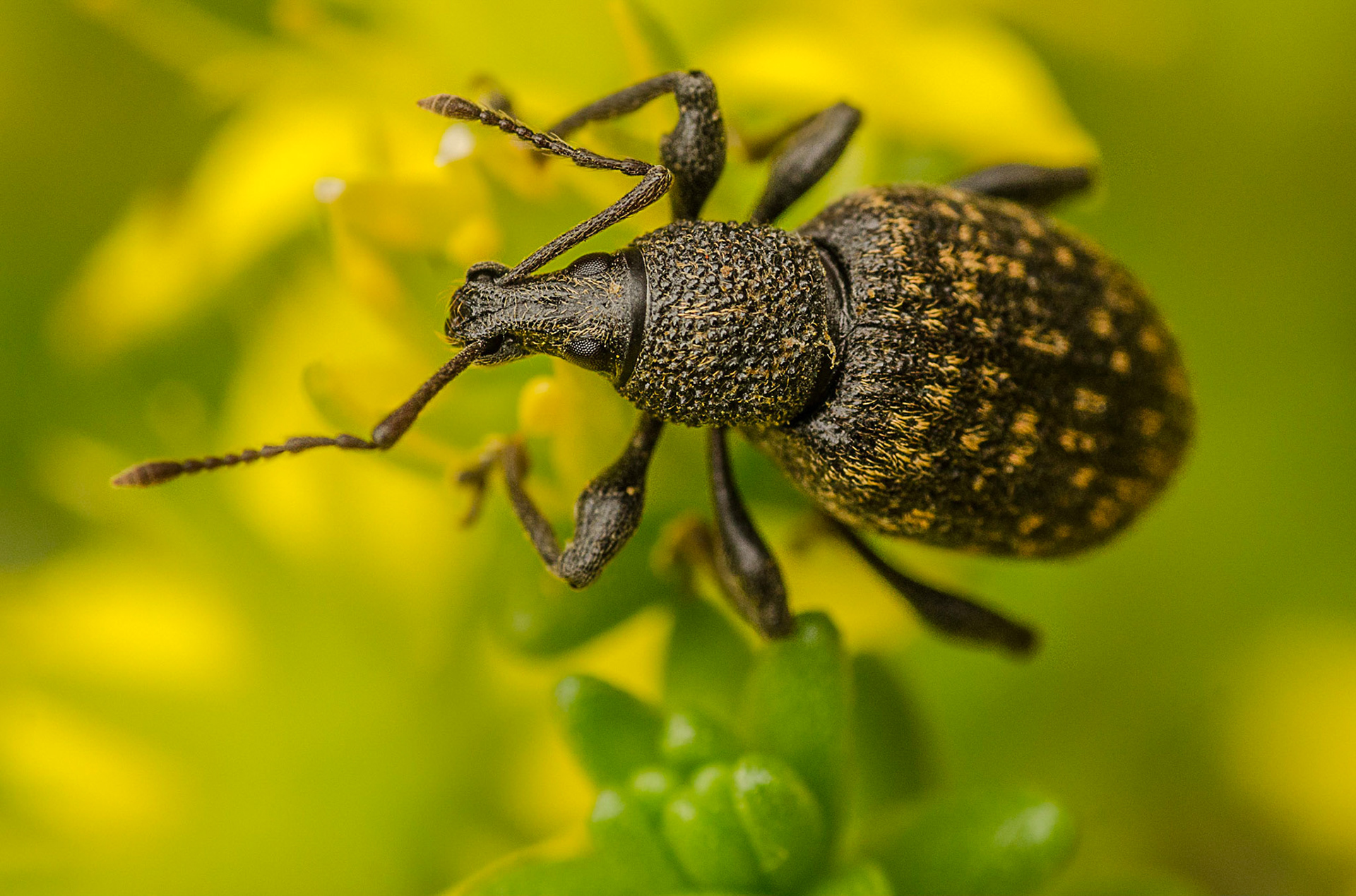 Vine Weevil